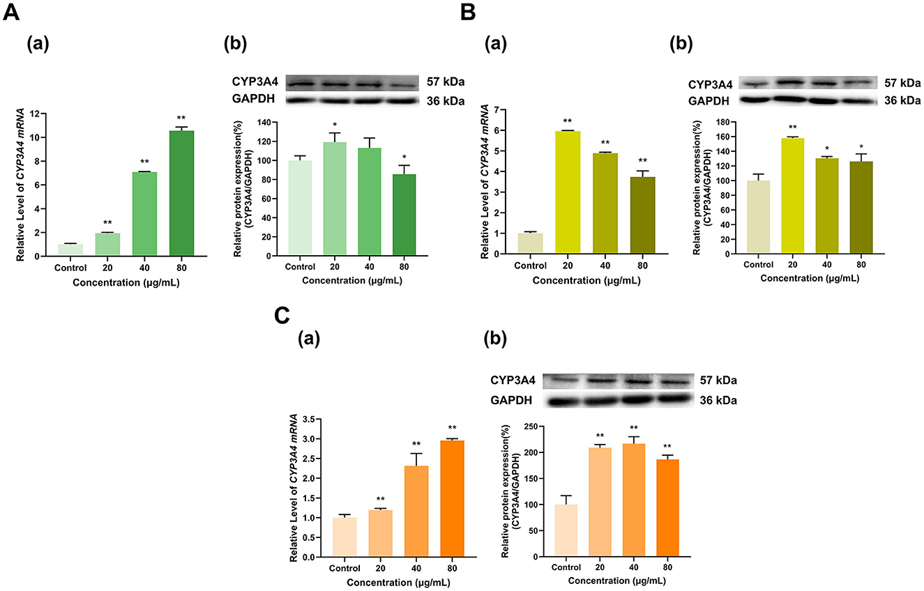 Bar charts and Western blot results displaying the relative levels of CYP3A4 mRNA and protein expression across varying concentrations (Control, 20, 40, 80 micrograms per milliliter) for different experimental conditions labeled A, B, and C. Each result is presented in two parts: mRNA levels (a) and protein expression (b) with GAPDH as a control. Bars show significant increases at higher concentrations, indicated by asterisks.