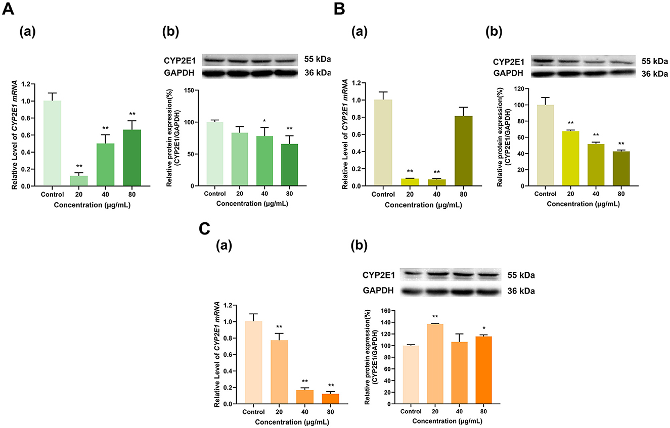 Panels A, B, and C show bar graphs and western blots analyzing CYP2E1 mRNA and protein expression at various concentrations (0, 20, 40, 80 μg/mL). Each panel has two subplots: (a) mRNA levels and (b) protein expression, alongside blots for CYP2E1 and GAPDH. Increases or decreases in expression are indicated, with statistical significance noted by asterisks.