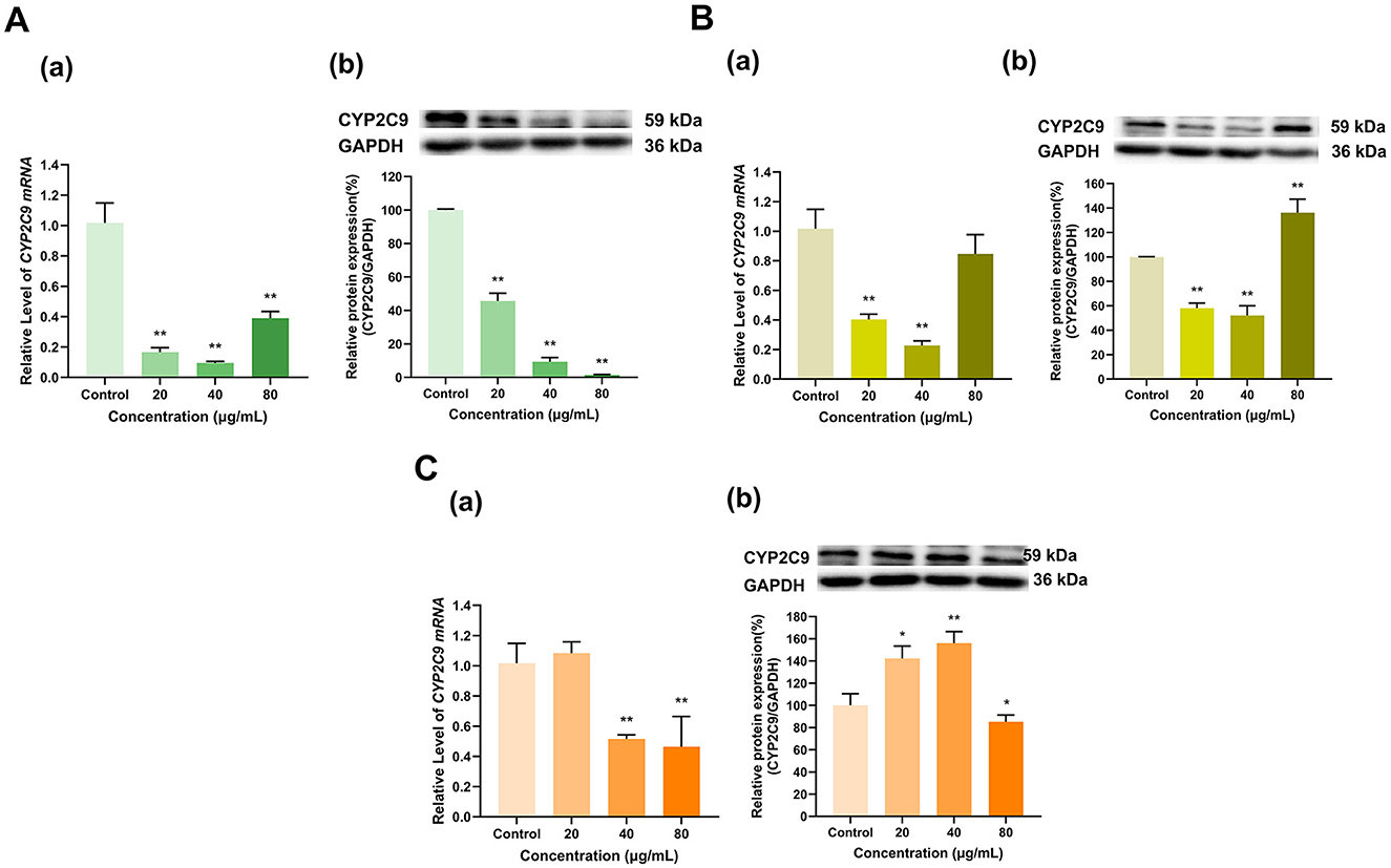 Graphs and Western Blots illustrate the effect of different concentrations (20, 40, 80 μg/mL) on CYP2C9 mRNA and protein expression. Panel A shows a decrease in expression with increasing concentrations. Panel B depicts a decrease, then an increase at 80 μg/mL. Panel C shows a decrease, then an increase in protein expression, while mRNA levels decrease consistently. Each panel includes a blot indicating protein band intensities compared to GAPDH as a control, with kDa markers for reference. Statistical significance is indicated by asterisks.