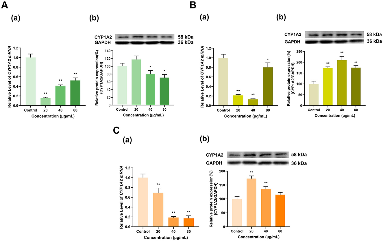 A series of graphs and corresponding Western blot images depict the effects of different concentrations (0, 20, 40, 80 micrograms per milliliter) on CYP1A2 mRNA levels and protein expression in three panels labeled A, B, and C. Each panel is divided into two parts: (a) shows the relative level of CYP1A2 mRNA and (b) displays protein expression with blot images for CYP1A2 and GAPDH. Changes in levels are indicated with asterisks, where single and double asterisks denote statistical significance.