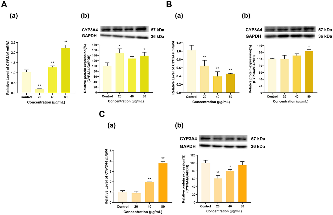 Panels A, B, and C display bar charts and Western blot images illustrating the expression levels of CYP3A4 mRNA and protein across different concentrations of a substance (0, 20, 40, 80 micrograms per milliliter). The charts in panel A show increased expression with higher concentrations, with statistical significance indicated by asterisks. Panels B and C depict a similar trend, with mRNA and protein levels fluctuating across concentrations. The Western blot images show bands for CYP3A4 and GAPDH, with molecular weights of 57 kilodaltons and 36 kilodaltons, respectively.