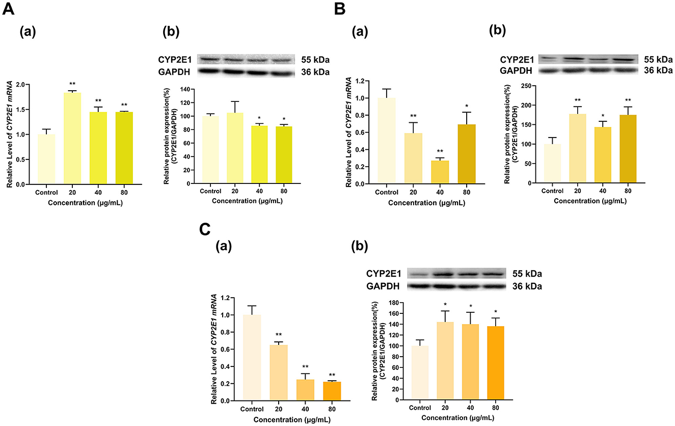 Grouped bar charts labeled A, B, and C show the levels of CYP2E1 mRNA and protein expression at varying concentrations. Each section has two parts: mRNA levels in charts (a) and protein expression with Western blots in charts (b). Y-axes represent relative expression levels with corresponding control at a concentration of 0 micrograms per milliliter, followed by increasing concentrations of 20, 40, and 80 micrograms per milliliter. The Western blots display bands for CYP2E1 and GAPDH, with protein sizes labeled as 55 and 36 kilodaltons. Statistical significance is indicated by asterisks.