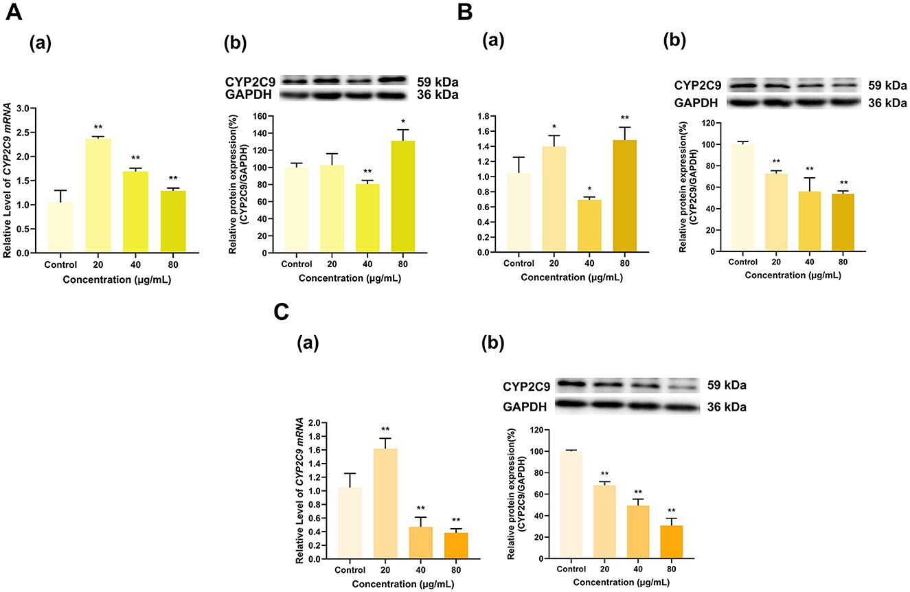 Bar charts and Western blot images show the effects of varying concentrations on CYP2C9 mRNA and protein expression levels. Panels A, B, and C depict results for different experimental conditions with concentrations of 20, 40, and 80 micrograms per milliliter compared to a control. Key markers are shown with significance levels indicated by asterisks.