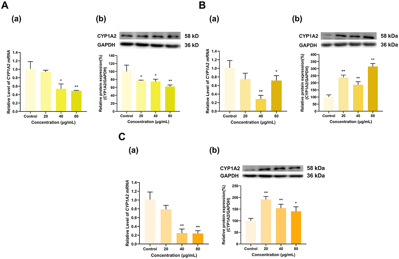 Graphs and Western blot analyses show the effects of varying concentrations (20, 40, 80 micrograms per milliliter) on CYP1A2 mRNA and protein expression, compared to control. Panel A(a) shows decreased mRNA levels, A(b) decreased protein expression. Panel B(a) shows decreased mRNA, B(b) increased protein expression. Panel C(a) shows decreased mRNA levels, C(b) increased protein expression. Statistical significance is denoted by asterisks.