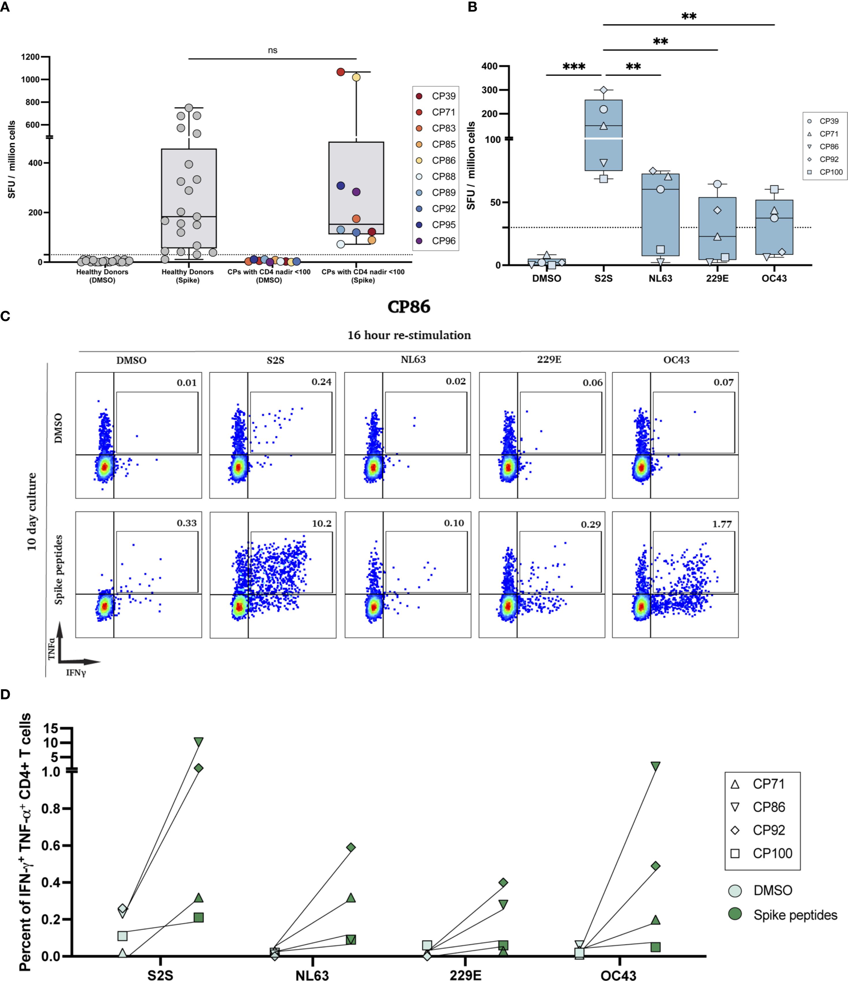 A set of four panels depicting data from a scientific experiment on immune response. Panel A shows a box plot comparing SFU per million cells between healthy donors and those with CD4 nadir below 100. Panel B presents a box plot depicting SFU across different conditions, highlighting significant differences. Panel C displays flow cytometry plots after 16-hour and 10-day restimulation, illustrating TNF-alpha and IFN-gamma responses. Panel D features a line graph quantifying the percentage of IFN-gamma and TNF-alpha positive CD4+ T cells, comparing responses to various spike peptides.