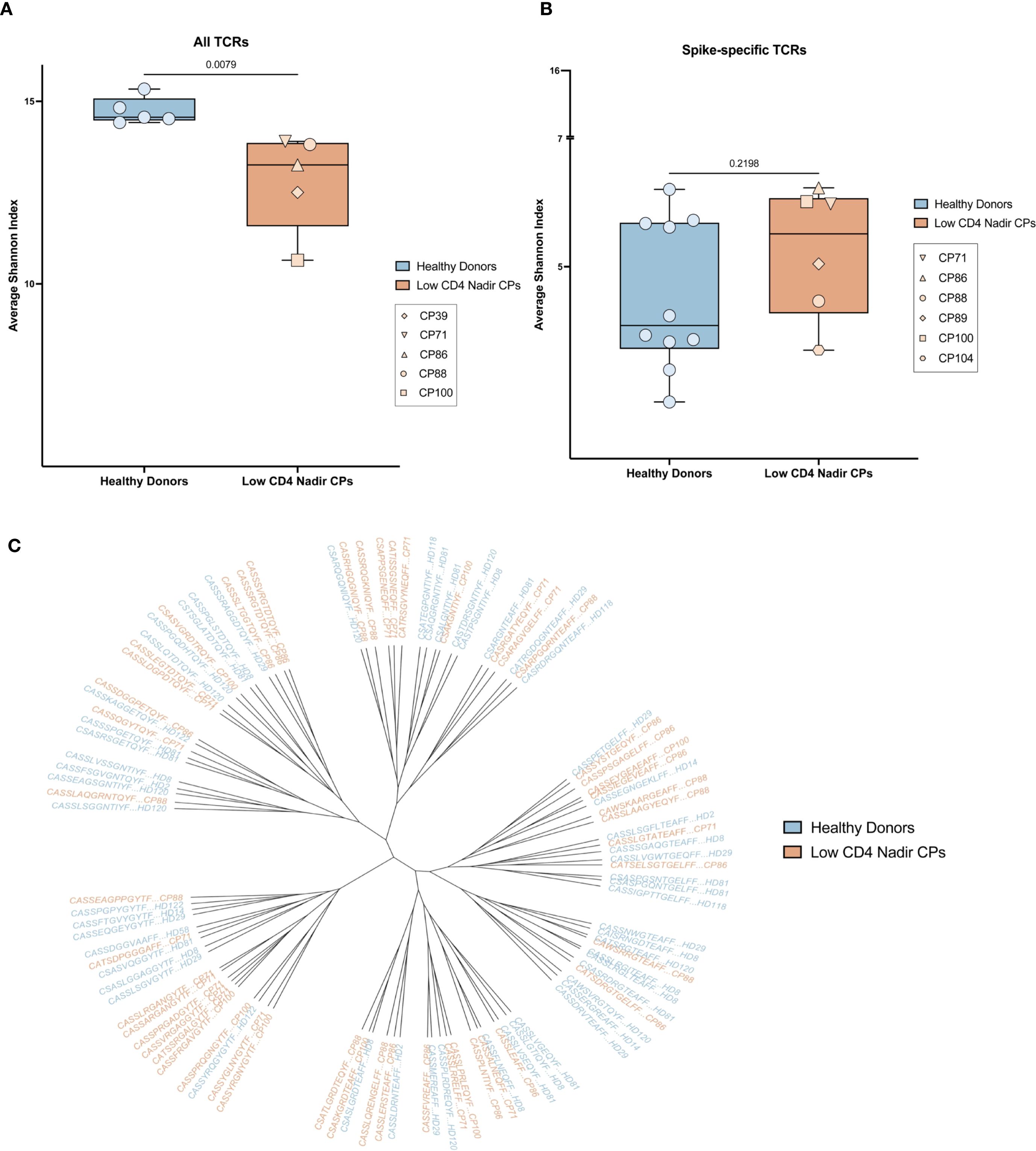 Panel A displays a box plot comparing the average Shannon index for “All TCRs” between healthy donors and low CD4 nadir CPs, revealing a statistically significant difference (p = 0.0079). Panel B shows a similar box plot for “Spike-specific TCRs” with no significant difference (p = 0.2198). Panel C presents a circular dendrogram illustrating TCR sequences for both groups, using color coding to differentiate between healthy donors and low CD4 nadir CPs.