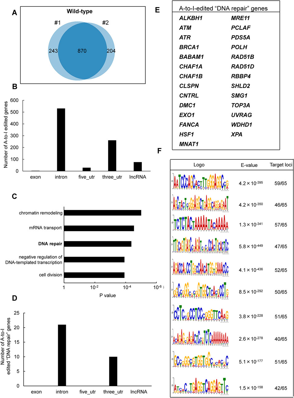 Panel A shows a Venn diagram with two overlapping circles labeled #1 and #2, with 243, 870, and 204 genes, respectively. Panel B is a bar chart showing the number of A-to-I edited genes across different regions, with introns having the highest count. Panel C presents a bar chart of gene functions with DNA repair being prominent. Panel D is similar to B but focuses on DNA repair genes. Panel E lists A-to-I edited DNA repair genes. Panel F shows sequence logos, e-values, and target loci data, highlighting specific motifs.