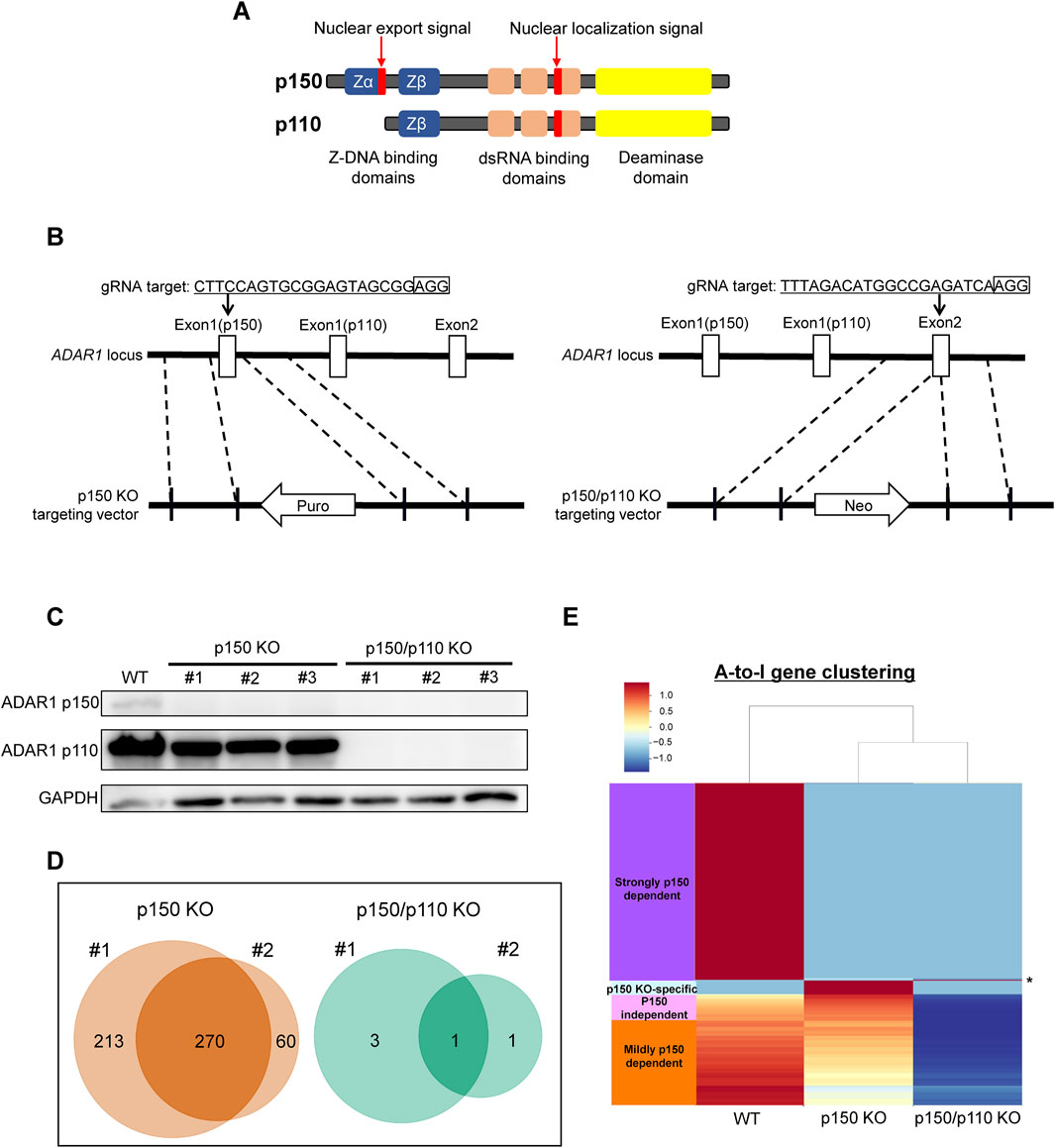 Diagram illustrating ADAR1 protein isoforms and gene knockout analysis. A: Diagram of p150 and p110 protein structures, showing domains and signals. B: ADAR1 gene locus with gRNA targets for gene knockouts, highlighting p150 and p110 targeting vectors. C: Western blot analysis for ADAR1 p150, p110, and GAPDH across wild-type, p150 KO, and p150/p110 KO samples. D: Venn diagrams showing the number of A-to-I edited genes in p150 KO and p150/p110 KO samples. E: Heatmap of A-to-I gene clustering, depicting dependence and independence patterns across different knockouts and wild-type.