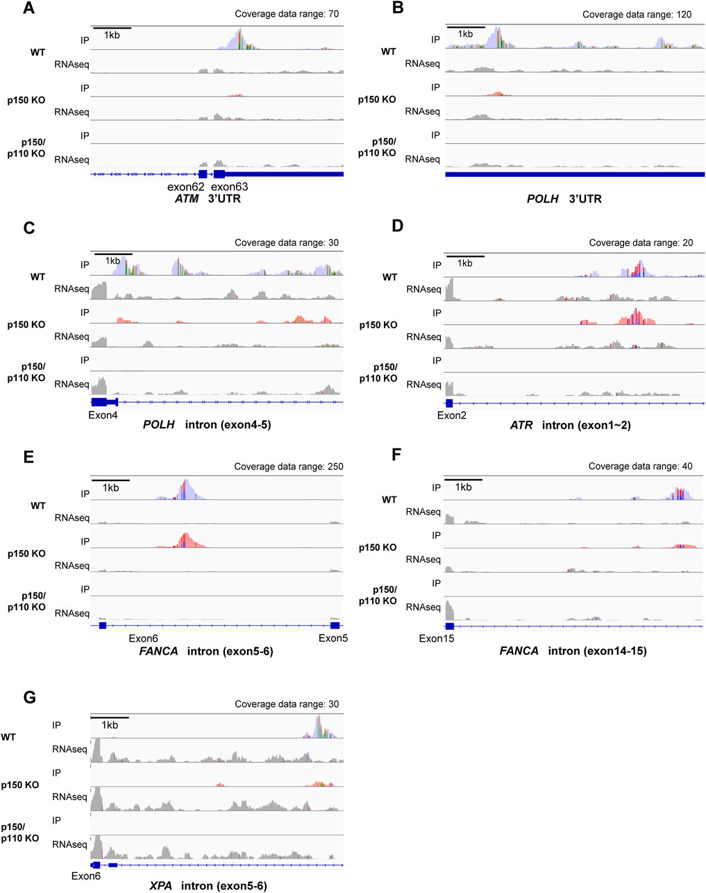 Read coverage profiles for representative DNA repair-associated genes. Each panel includes tracks for Immunoprecipitation (IP) and RNA sequencing (RNAseq) across three conditions: wild type (WT), p150 knockout (KO), and p150/p110 KO. Panel A shows ATM 3' UTR; Panel B shows POLH 3' UTR; Panel C shows POLH intron (exon 4-5); Panel D shows ATR intron (exon 1-2); Panel E shows FANCA intron (exon 5-6); Panel F shows FANCA intron (exon 14-15); and Panel G shows XPA intron (exon 5-6). Coverage data ranges vary between panels.