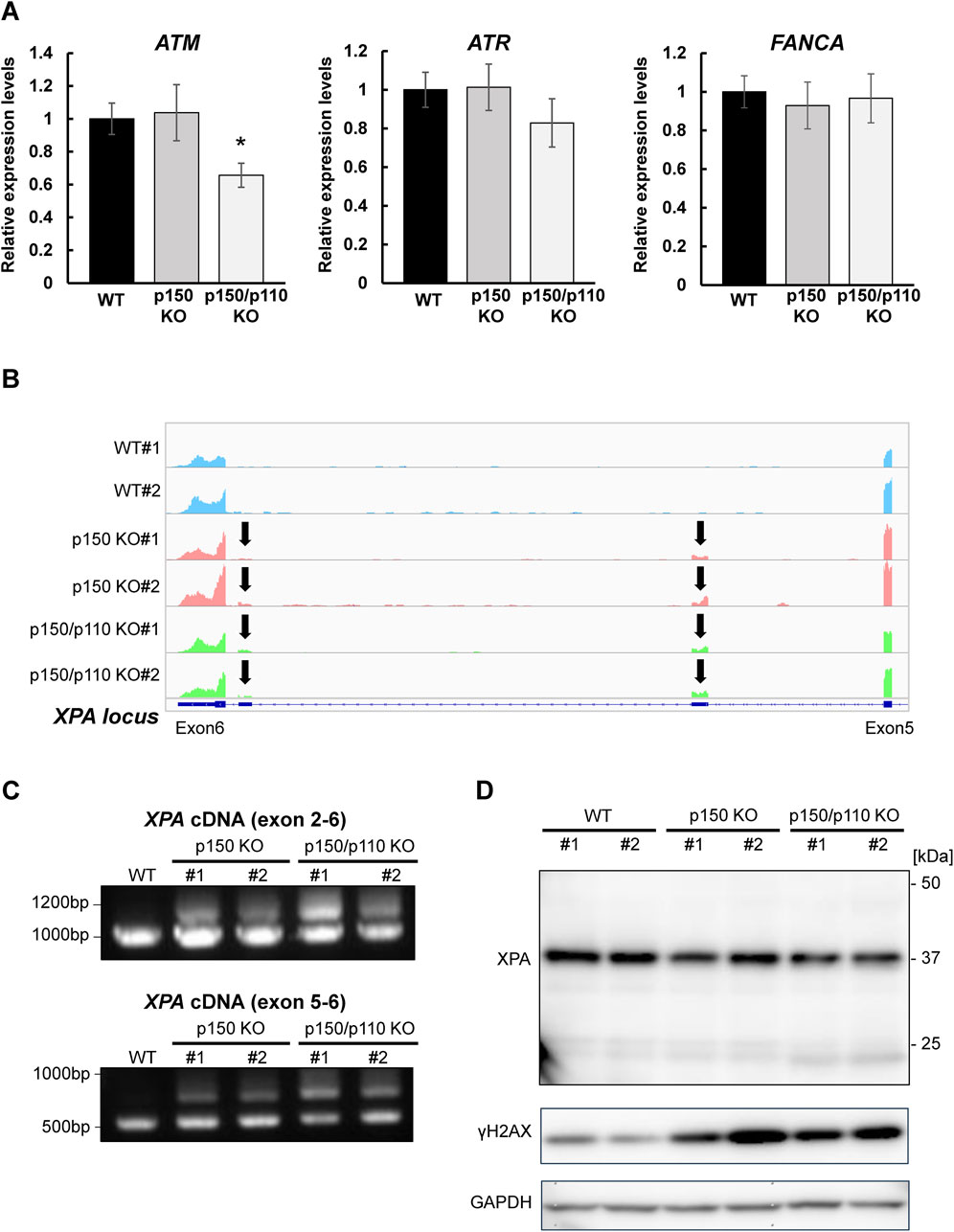 Panel A displays bar graphs showing relative expression levels of ATM, ATR, and FANCA for WT, p150 KO, and p150/p110 KO. Panel B shows sequence read alignments at the XPA locus across different genotypes, with marked exon regions. Panel C presents gel electrophoresis results for XPA cDNA with bands for exons 2-6 and 5-6 across various knockout types. Panel D includes Western blot analysis depicting protein levels of XPA, γH2AX, and GAPDH for WT, p150 KO, and p150/p110 KO samples.