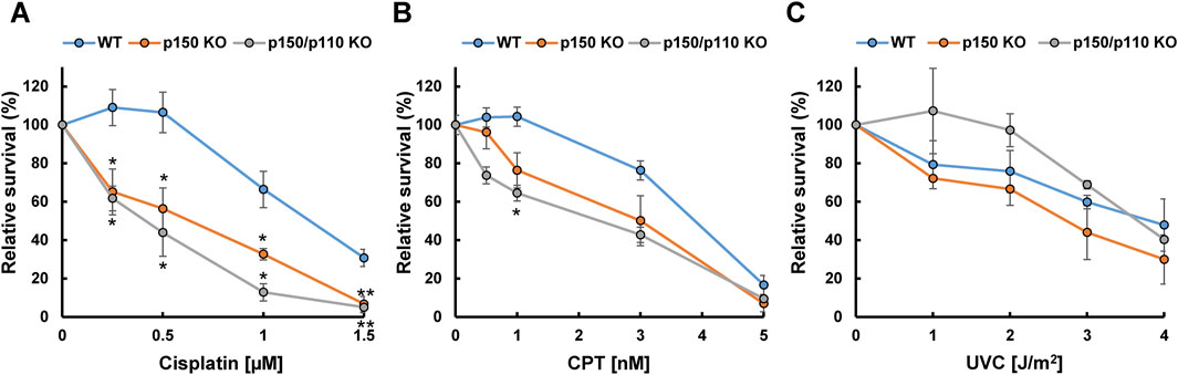 Line graphs A, B, and C show relative survival percentages of WT, p150 KO, and p150/p110 KO groups after exposure to Cisplatin, CPT, and UVC, respectively. WT generally retains higher survival than KO groups across conditions, with significant declines as concentrations increase. Error bars indicate variability.