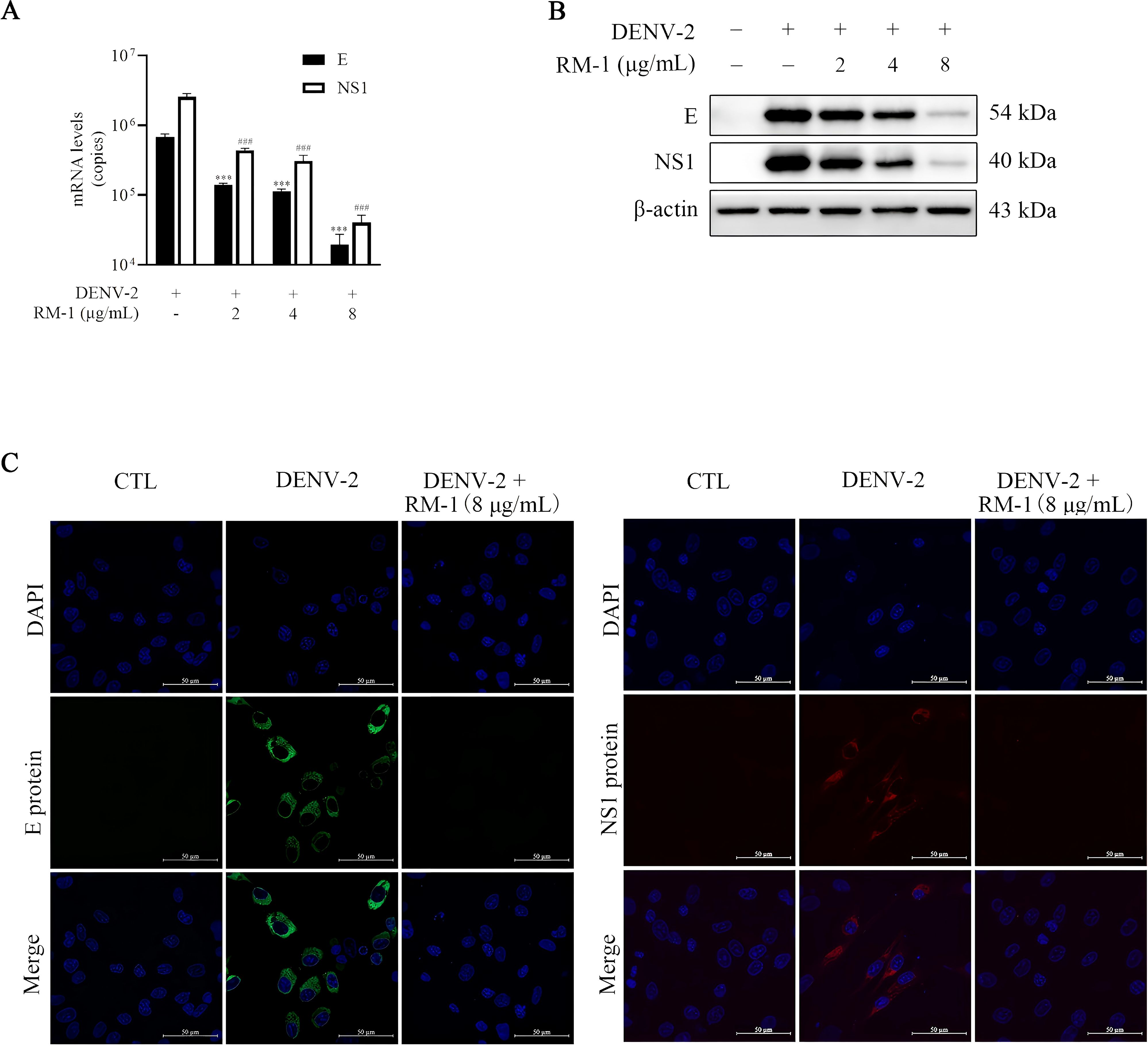 Figure A is a bar chart showing mRNA levels (copies) of E and NS1 proteins at various RM-1 concentrations. Figure B displays a Western blot analysis with bands for E, NS1, and β-actin proteins, indicating changes due to DENV-2 and RM-1 treatments. Figure C includes fluorescence microscopy images of cells stained for DAPI, E protein, and NS1 protein under different conditions: control, DENV-2, and DENV-2 with RM-1. Each set shows corresponding fluorescence for DAPI-stained nuclei, E protein (green), and NS1 protein (red), alongside merged images. Scale bars are at 50 micrometers.