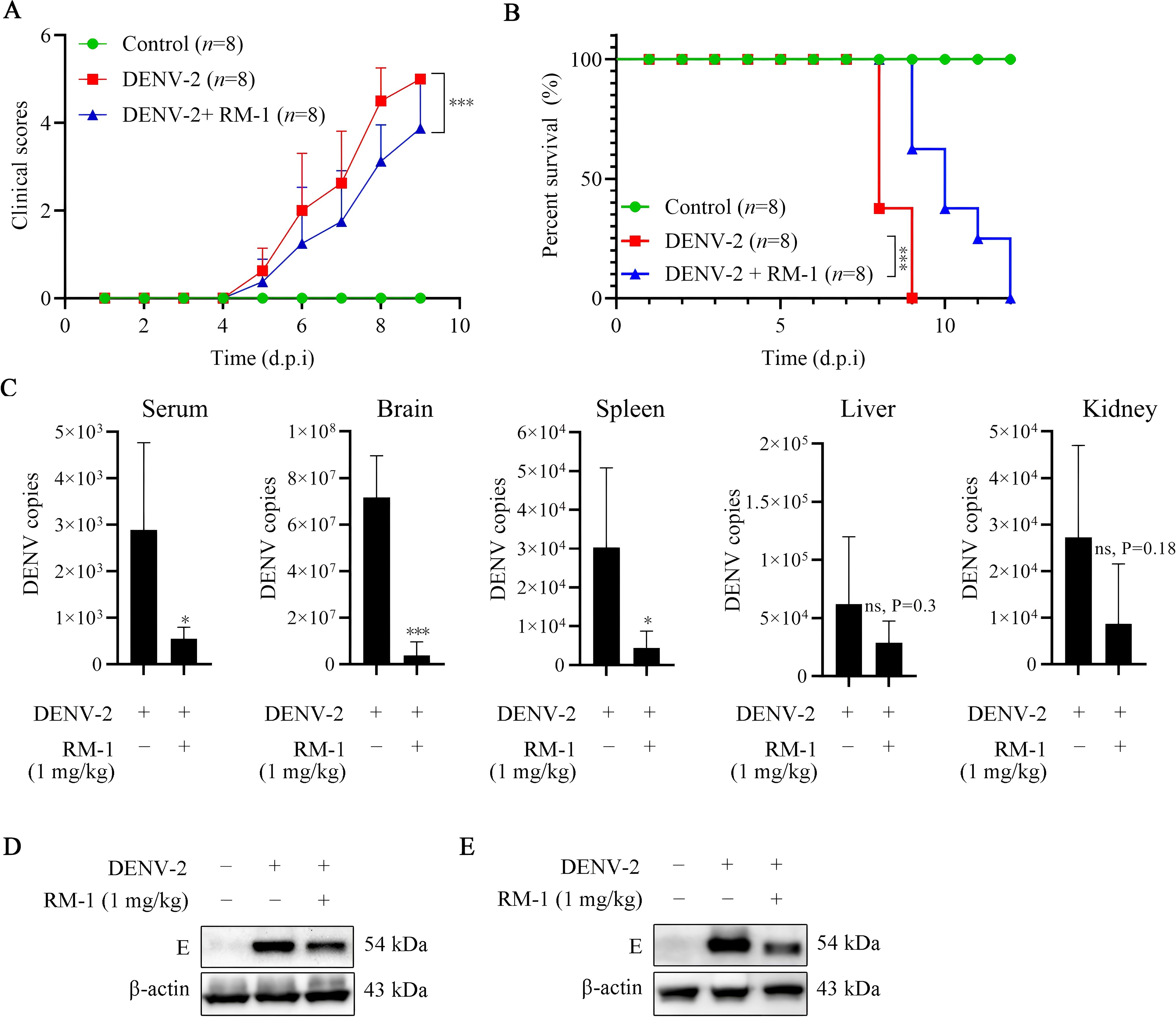 Graphs and charts illustrate the effects of DENV-2 and RM-1 on mice. Panel A shows clinical scores over time, with DENV-2 increasing scores, mitigated by RM-1. Panel B shows survival rates, with RM-1 improving survival after DENV-2 infection. Panel C displays DENV copies in serum, brain, spleen, liver, and kidney, showing reduced DENV with RM-1 treatment. Panels D and E provide Western blot images showing the expression of proteins E and β-actin under different conditions. Statistical significance is indicated by asterisks.