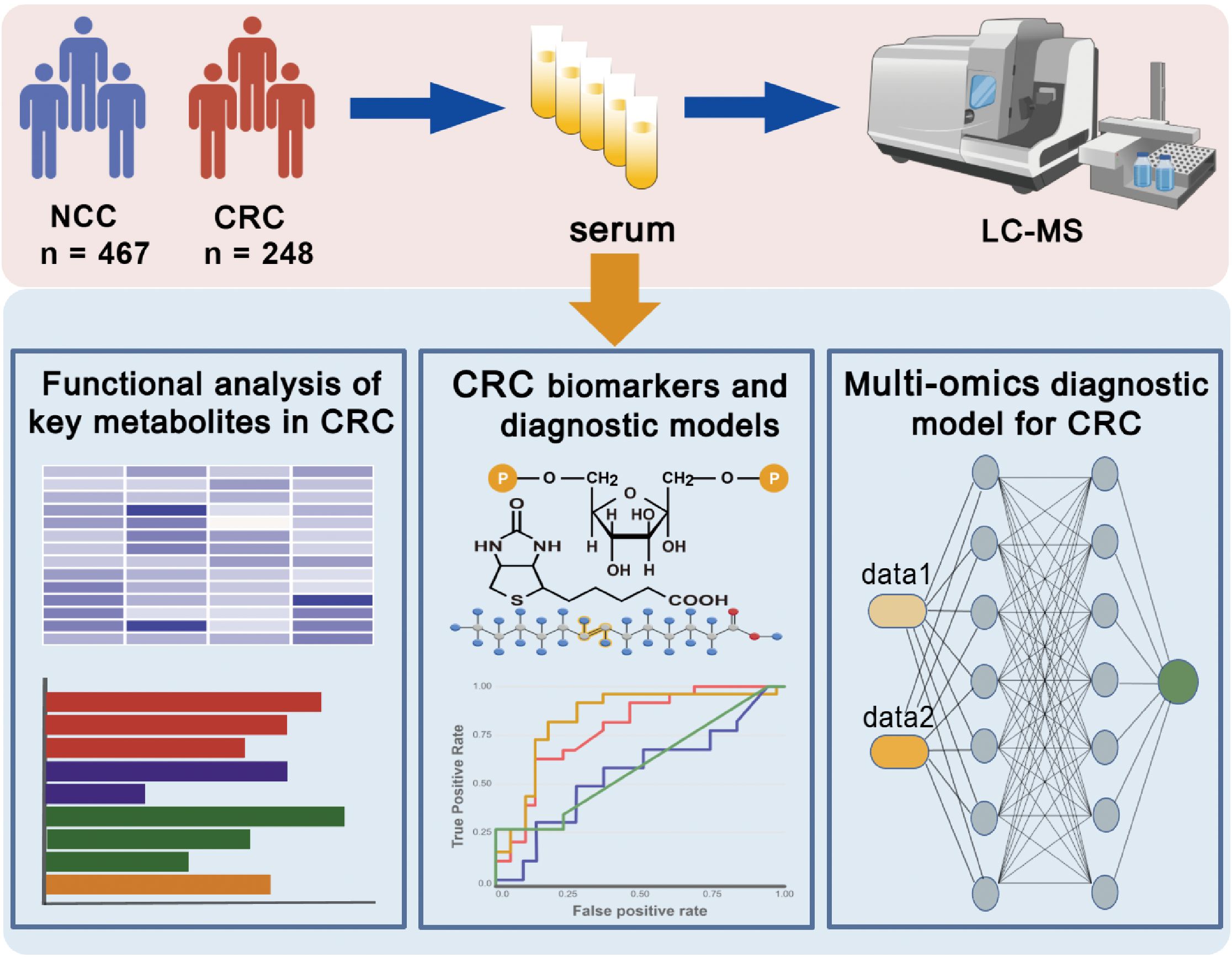 Flowchart of a study using serum samples from 467 NCC and 248 CRC individuals analyzed by LC-MS. Three panels: functional analysis of key metabolites with bar graphs, CRC biomarkers and diagnostic models with a molecule diagram and graph, and a multi-omics diagnostic model for CRC with a network diagram.