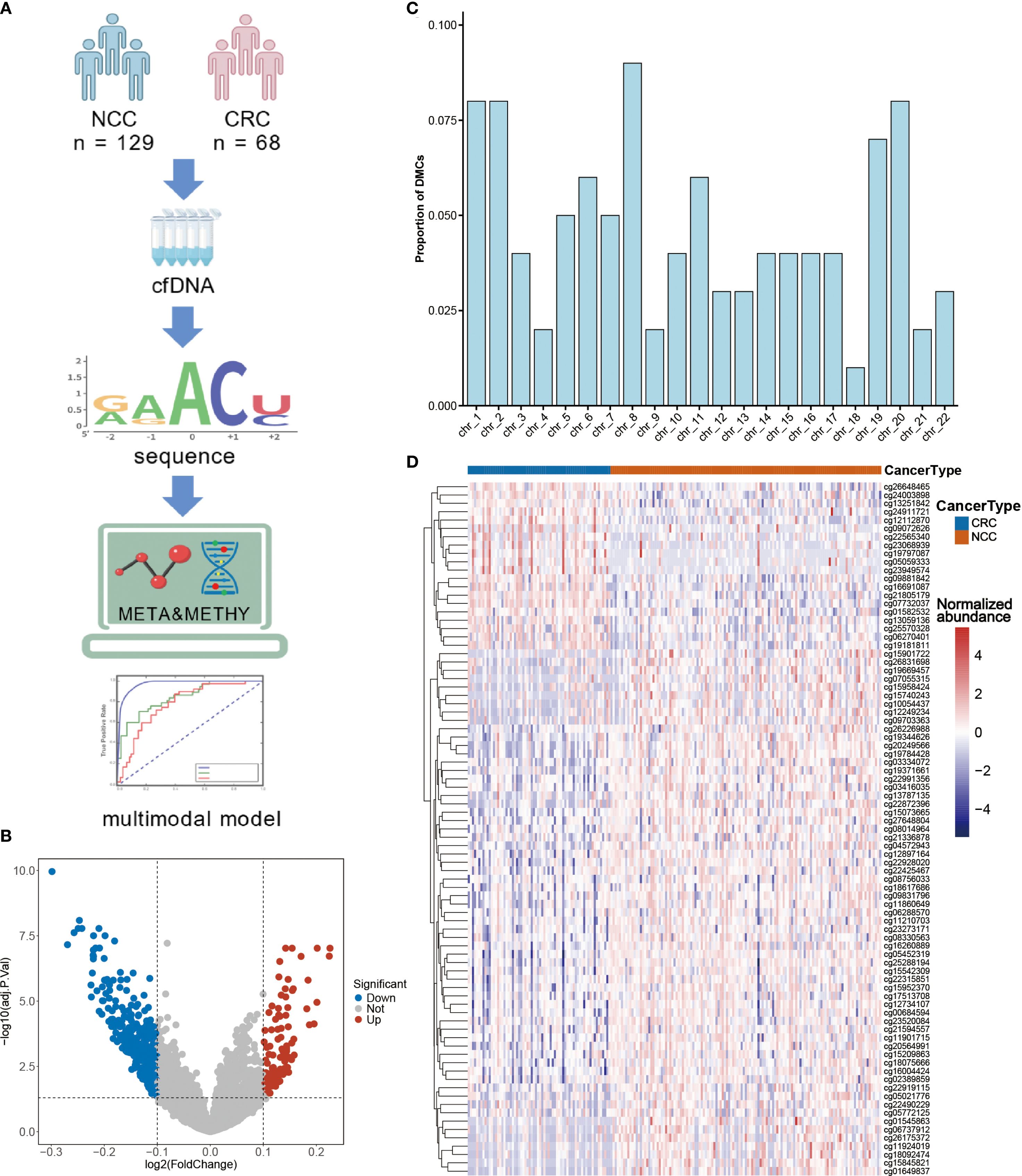 Illustration with four main panels. Panel A depicts a workflow for analyzing cell-free DNA (cfDNA) from non-cancer controls (NCC) and colorectal cancer (CRC) patients, leading to a multimodal model. Panel B is a volcano plot showing gene expression changes with red and blue dots indicating significant up- and down-regulated genes, respectively. Panel C is a bar chart displaying the proportion of differentially methylated CpG sites across chromosomes. Panel D is a heatmap categorizing cancer types, with a gradient indicating normalized gene abundance, distinguishing CRC and NCC samples.