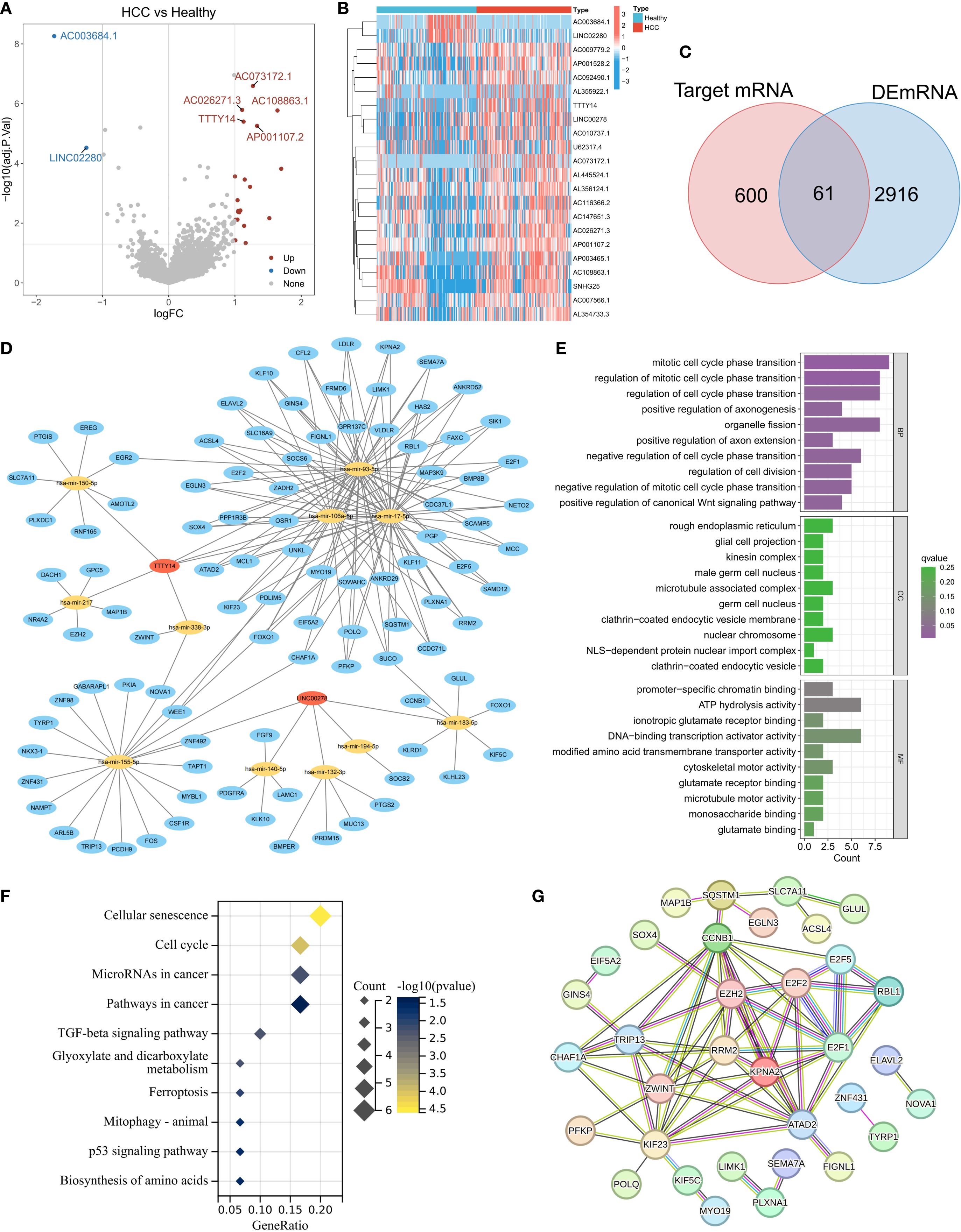 A multi-panel scientific illustration compares liver cancer (HCC) and healthy samples. Panel A is a volcano plot identifying differentially expressed mRNAs. Panel B shows a heatmap with expression levels. Panel C presents a Venn diagram of target mRNA and differentially expressed mRNA. Panel D is a network diagram showing interactions among genes. Panel E features bar graphs of gene functions. Panel F displays a dot plot of pathways linked to cancer. Panel G illustrates a gene interaction network.