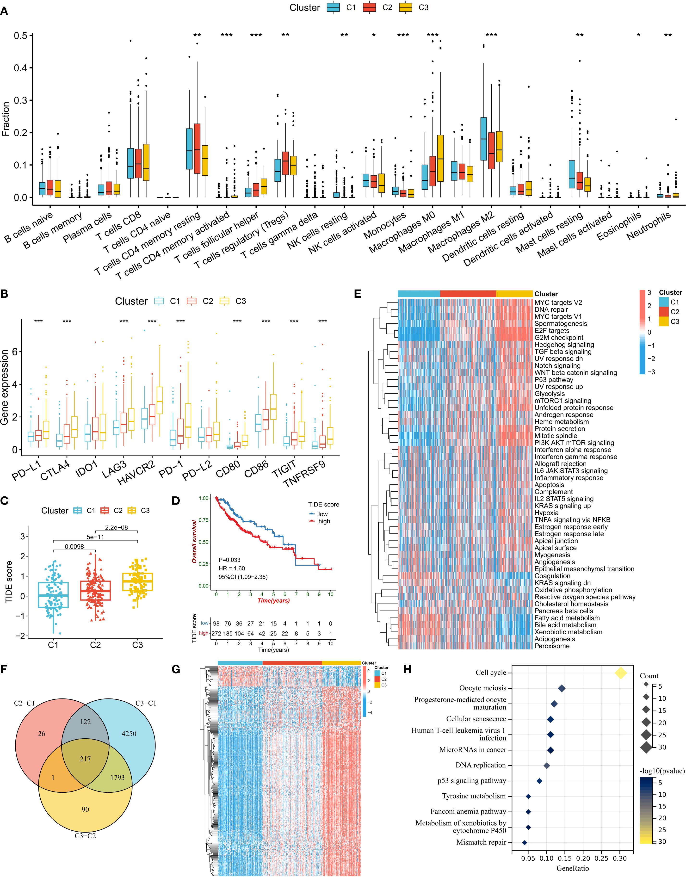 A series of scientific visualizations related to cluster analysis in immunology. Panel A shows box plots of cell type fractions across clusters C1, C2, and C3. Panel B displays box plots of gene expression levels for different immune checkpoints across clusters. Panel C presents a box plot comparing TIDE scores between clusters. Panel D is a survival curve comparing TIDE low and high scores over time. Panel E features a heatmap of gene expression pathways for each cluster. Panel F shows a Venn diagram of overlapping genes among clusters. Panel G is a heatmap of gene expressions by cluster. Panel H is a dot plot of cell cycle and pathway enrichment grouped by gene ratio and count.