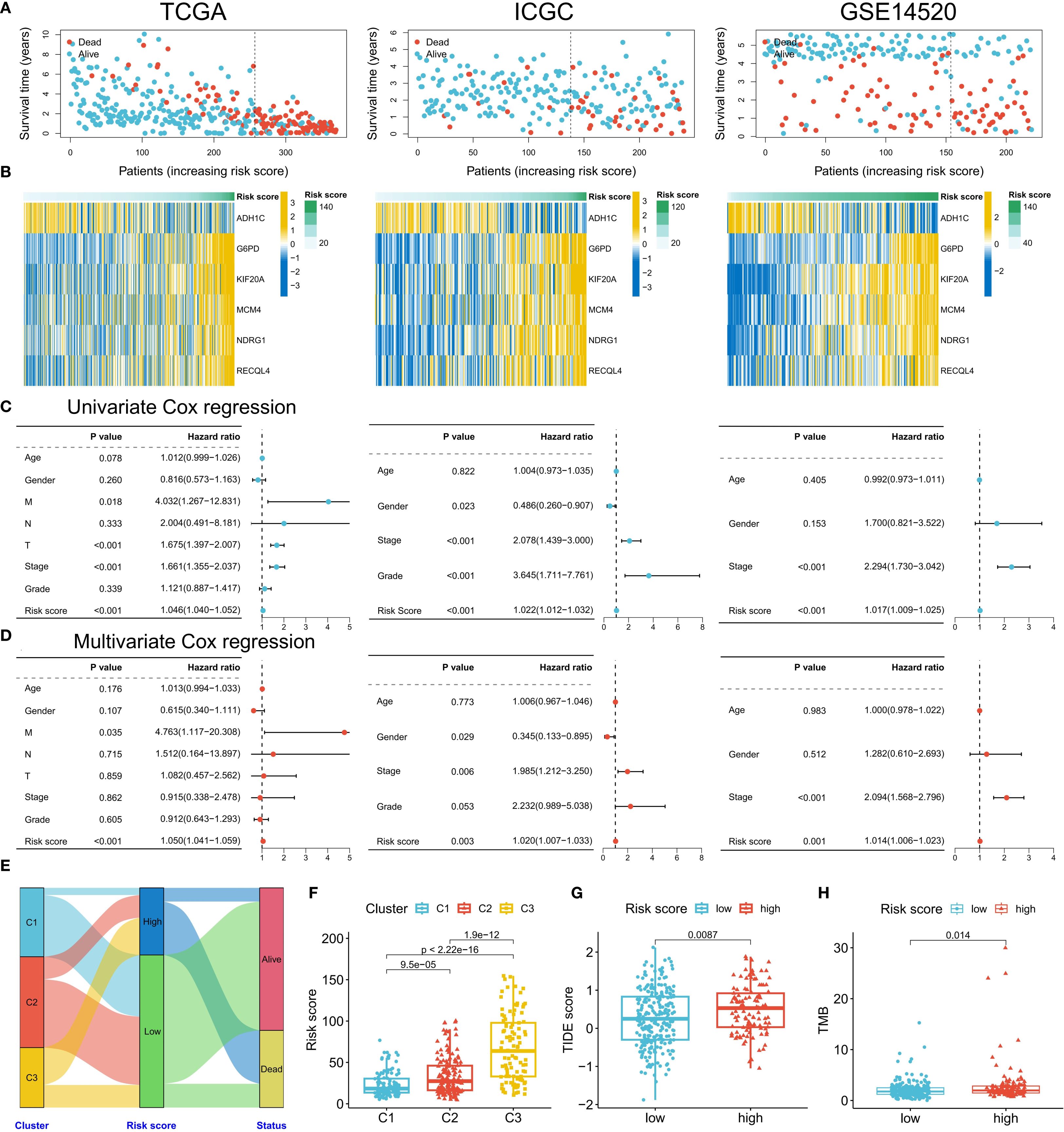 Panel A shows three scatter plots comparing survival time and risk score for TCGA, ICGC, and GSE14520 datasets, color-coded by survival status. Panel B includes heatmaps depicting gene expression associated with risk scores. Panels C and D display univariate and multivariate Cox regression analyses with hazard ratios and p-values for different factors. Panel E is a Sankey diagram illustrating the relationship between cluster, risk score, and status. Panel F presents box plots of risk scores across clusters C1, C2, and C3. Panels G and H show box plots comparing TIDE scores and tumor mutation burden for low and high-risk groups.