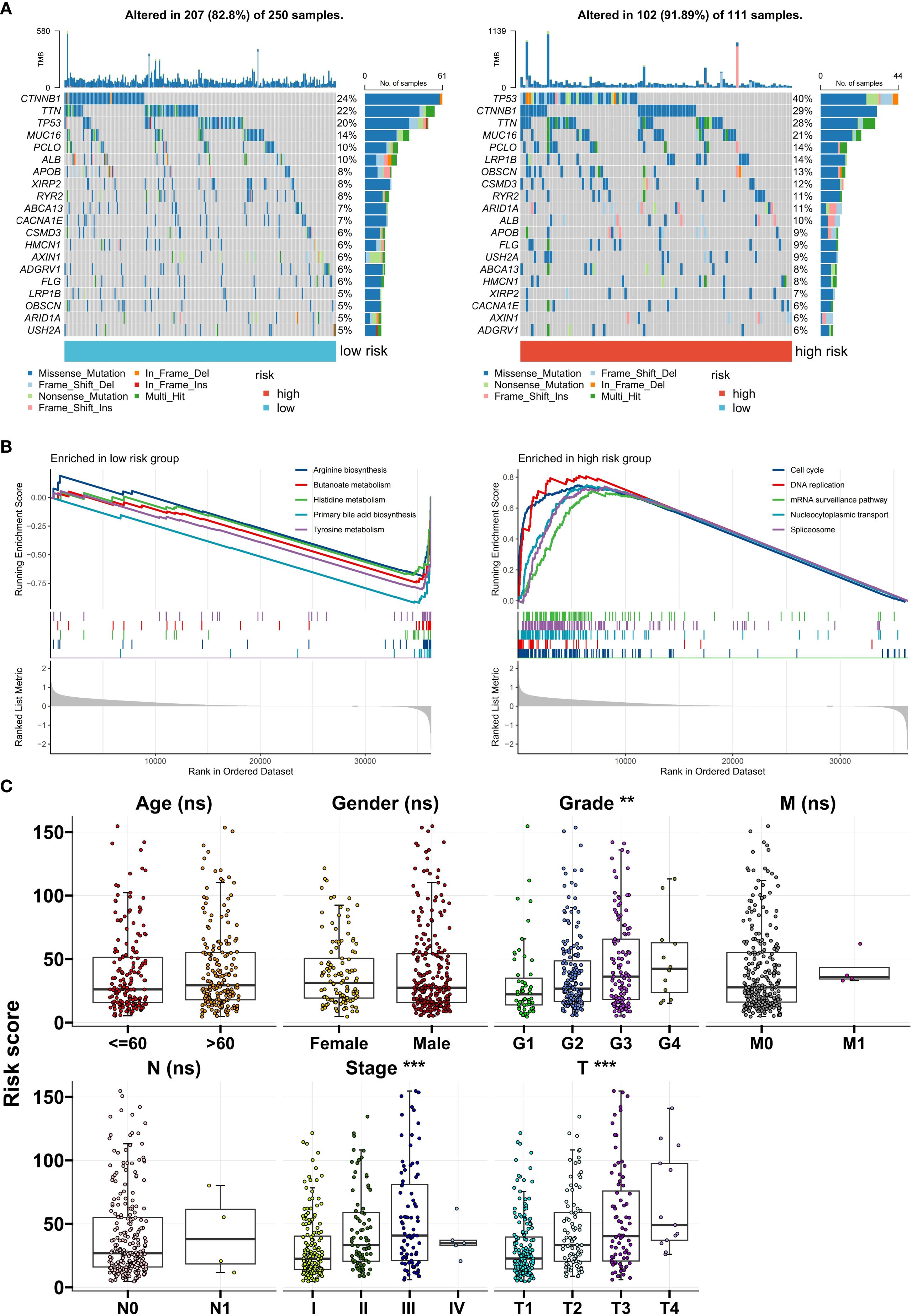 Genomic data visualization includes mutation patterns, enrichment scores, and risk comparisons. Panel A shows mutation frequency in high and low-risk samples. Panel B displays gene set enrichment analysis for low and high-risk groups. Panel C presents box plots comparing risk scores by age, gender, grade, metastasis, nodal status, stage, and tumor classification.