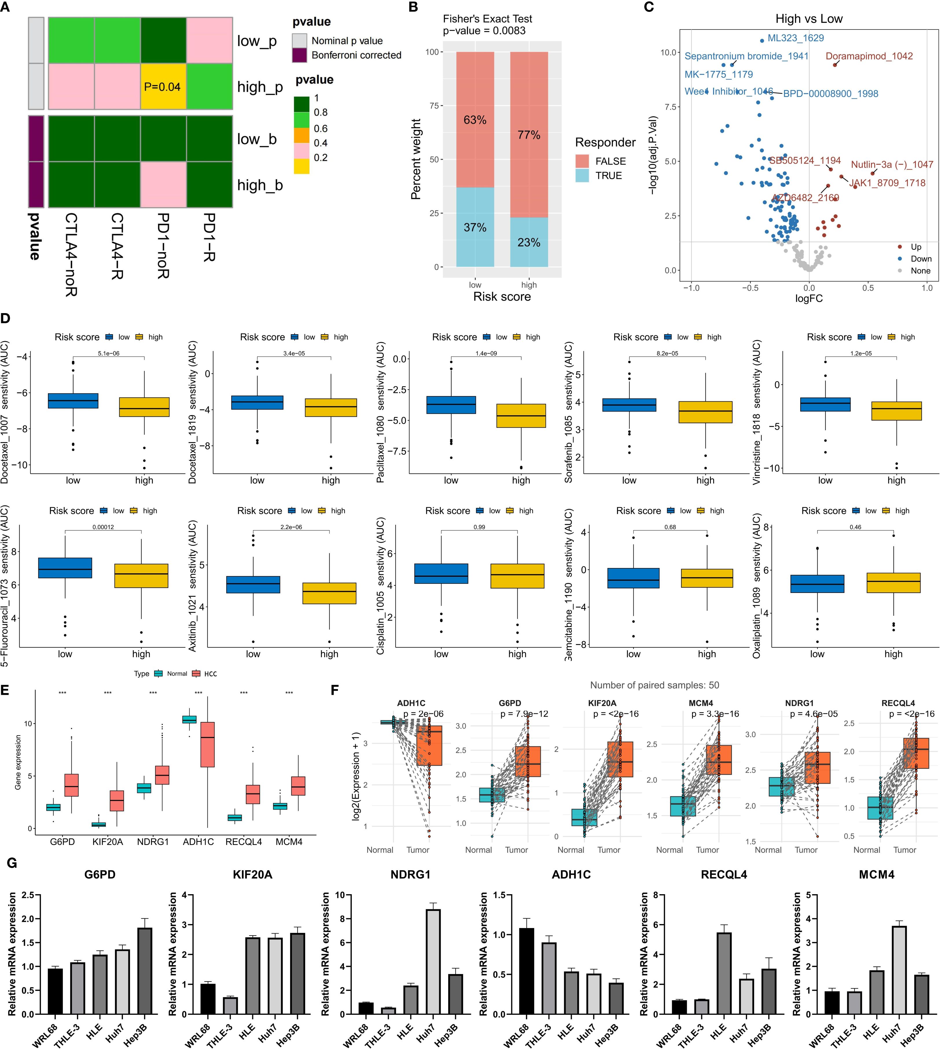 A series of graphs and charts depicting various analyses related to risk scores and gene expressions. Panel A presents a heatmap showing p-values. Panel B is a Fisher's Exact Test bar chart illustrating responder rates by risk score. Panel C is a scatter plot comparing high versus low risk scores. Panel D contains box plots displaying sensitivity (AUC) across several drugs with low and high-risk groups. Panel E features box plots of gene expression levels in normal and HCC tissues. Panel F presents paired box plots of gene expression in normal versus tumor samples. Panel G includes bar graphs of relative mRNA expression across different cell lines.