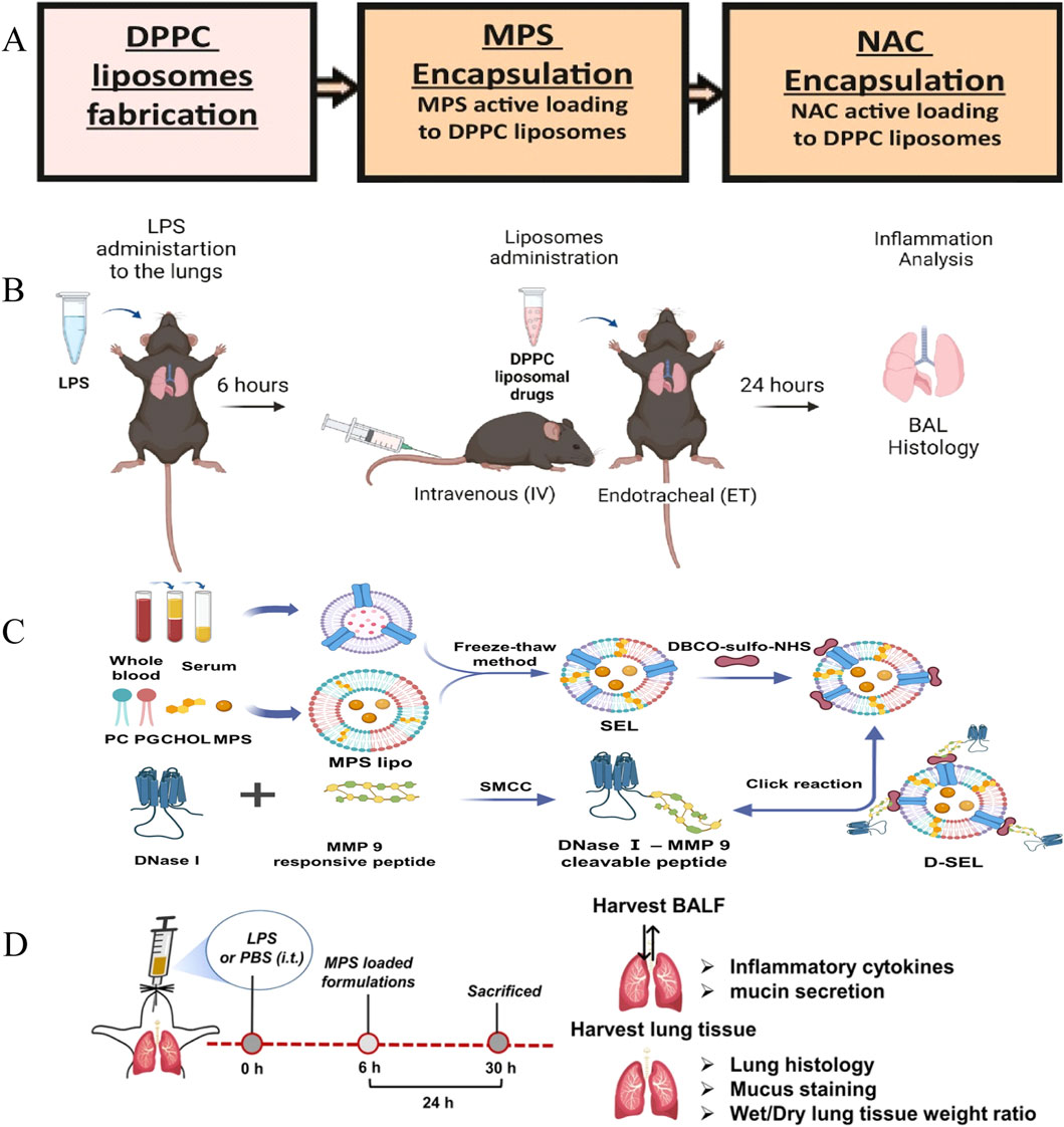 Diagram illustrating a study on DPPC liposome drug delivery for lung inflammation. Panel A shows the production and encapsulation stages for MPS and NAC with DPPC liposomes. Panel B details the experimental procedure in mice, involving LPS administration, followed by intravenous and endotracheal liposome delivery, concluding with inflammation analysis. Panel C describes creating MPS-loaded liposomes using freeze-thaw and click reaction methods, followed by peptide conjugation. Panel D outlines the timeline for drug administration and sample collection, leading to various analyses like cytokine measurement and lung tissue examination.