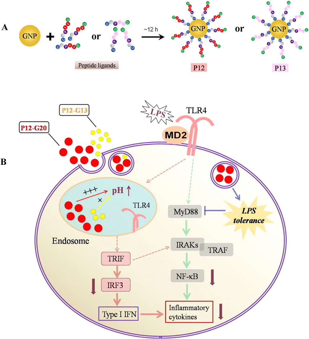Diagram illustrating the synthesis and biological pathway of gold nanoparticles (GNPs) with peptide ligands. Part A shows GNPs combined with different peptide ligands forming P12 and P13 after approximately 12 hours. Part B depicts the immune response: P12-G20 and P12-G13 complexes entering an endosome, interacting with Toll-like receptor 4 (TLR4), affecting pH, leading to signaling pathways involving TRIF, MyD88, IRAKs, NF-κB, and resulting in type I interferons and inflammatory cytokines, contributing to LPS tolerance.