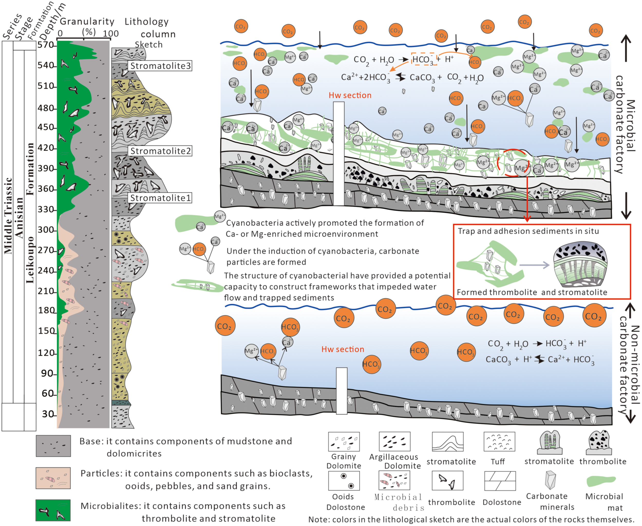 Diagram illustrating microbial carbonate formation. Left panel shows a lithology column with stromatolite and thrombolite layers from the Middle Triassic Leikoupo formation. Right panel details a microbial carbonate factory mechanism, highlighting cyanobacterial activity leading to carbonate particle formation and sediment trapping. Includes chemical reactions for carbonate and bicarbonate formation. An inset diagram shows sediment trapping in situ leading to thrombolite and stromatolite formation. Legend at the bottom defines lithologic symbols and components.