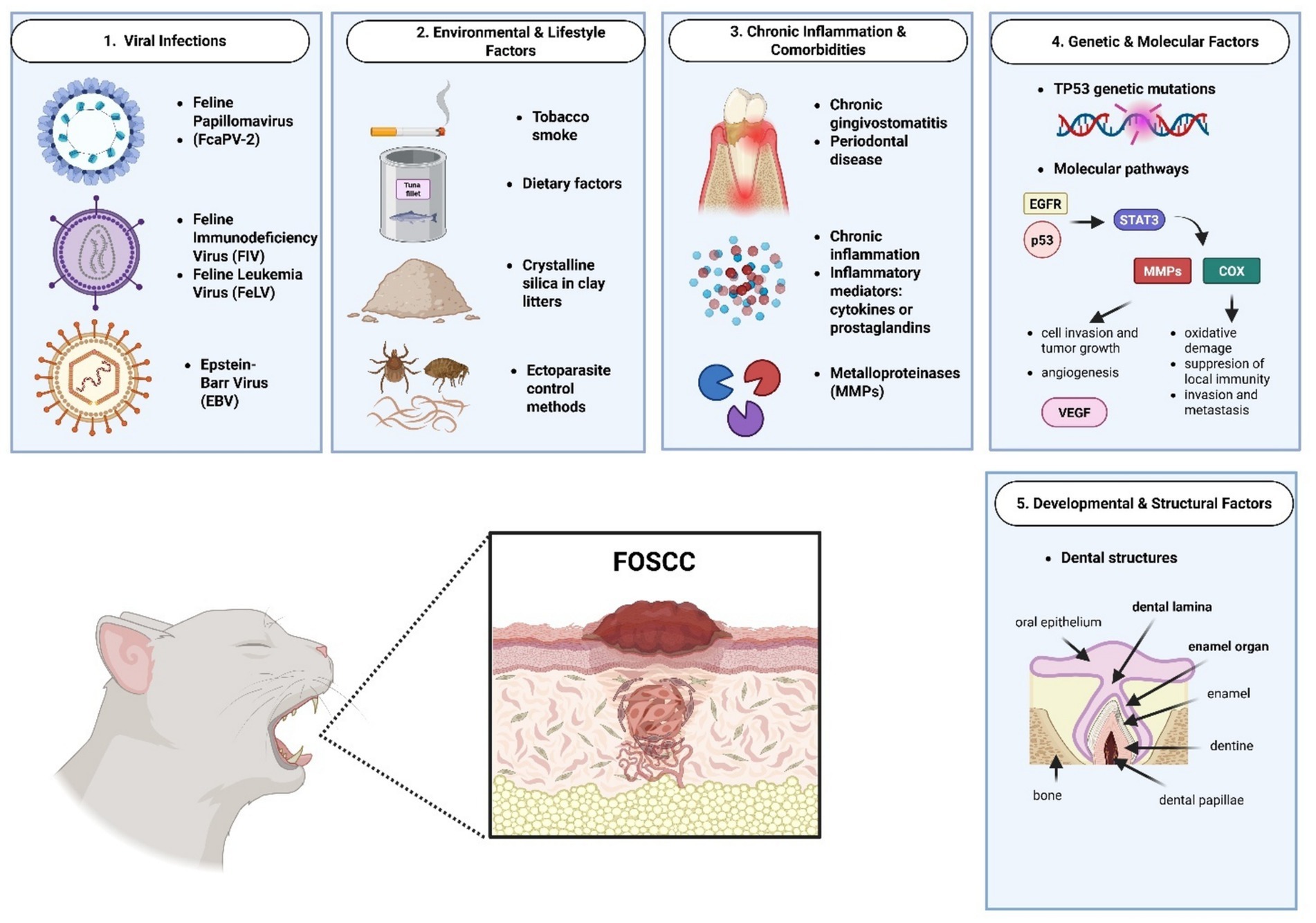 Diagram showing factors contributing to feline oral squamous cell carcinoma (FOSCC). Categories include viral infections, environmental and lifestyle factors, chronic inflammation and comorbidities, genetic and molecular factors, and developmental and structural factors. Each category lists specific elements such as viruses, tobacco smoke, chronic inflammatory mediators, genetic mutations, and dental structures. An illustration of a cat's mouth highlights a tumor associated with FOSCC, linking to a detailed view of affected tissue layers.