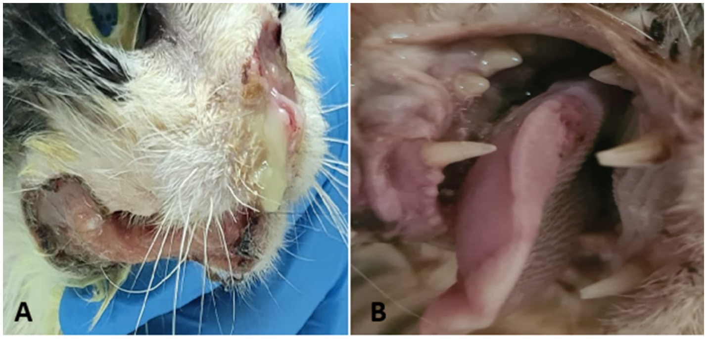 Close-up images of a cat's mouth condition. Panel A depicts lesions and discharge on the lower lip and chin area. Panel B shows the interior of the mouth with visible teeth and pink gum tissue.