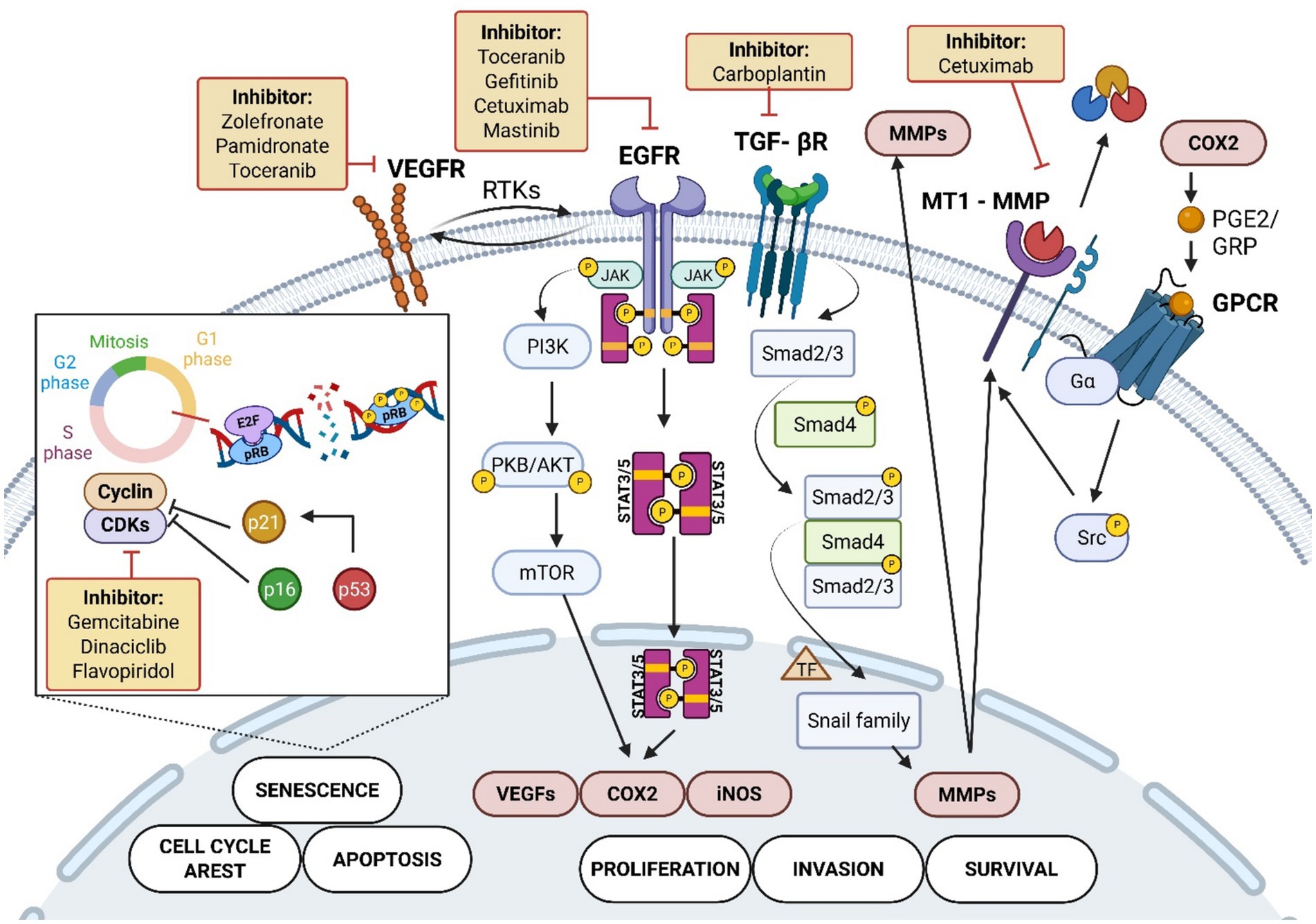 Cell signaling pathway illustration showing various receptors, signaling molecules, and downstream effects. VEGFR, EGFR, and TGF-βR activate pathways leading to effects such as senescence, apoptosis, proliferation, invasion, and survival. Inhibitors like Toceranib, Gefitinib, and Carboplatin target specific receptors and pathways. The cell cycle is regulated by Cyclin-CDKs with influences from proteins like p21, p16, and p53, affecting cell cycle arrest and apoptosis. COX2 and GPCR pathways are also depicted, highlighting roles in proliferation and survival.
