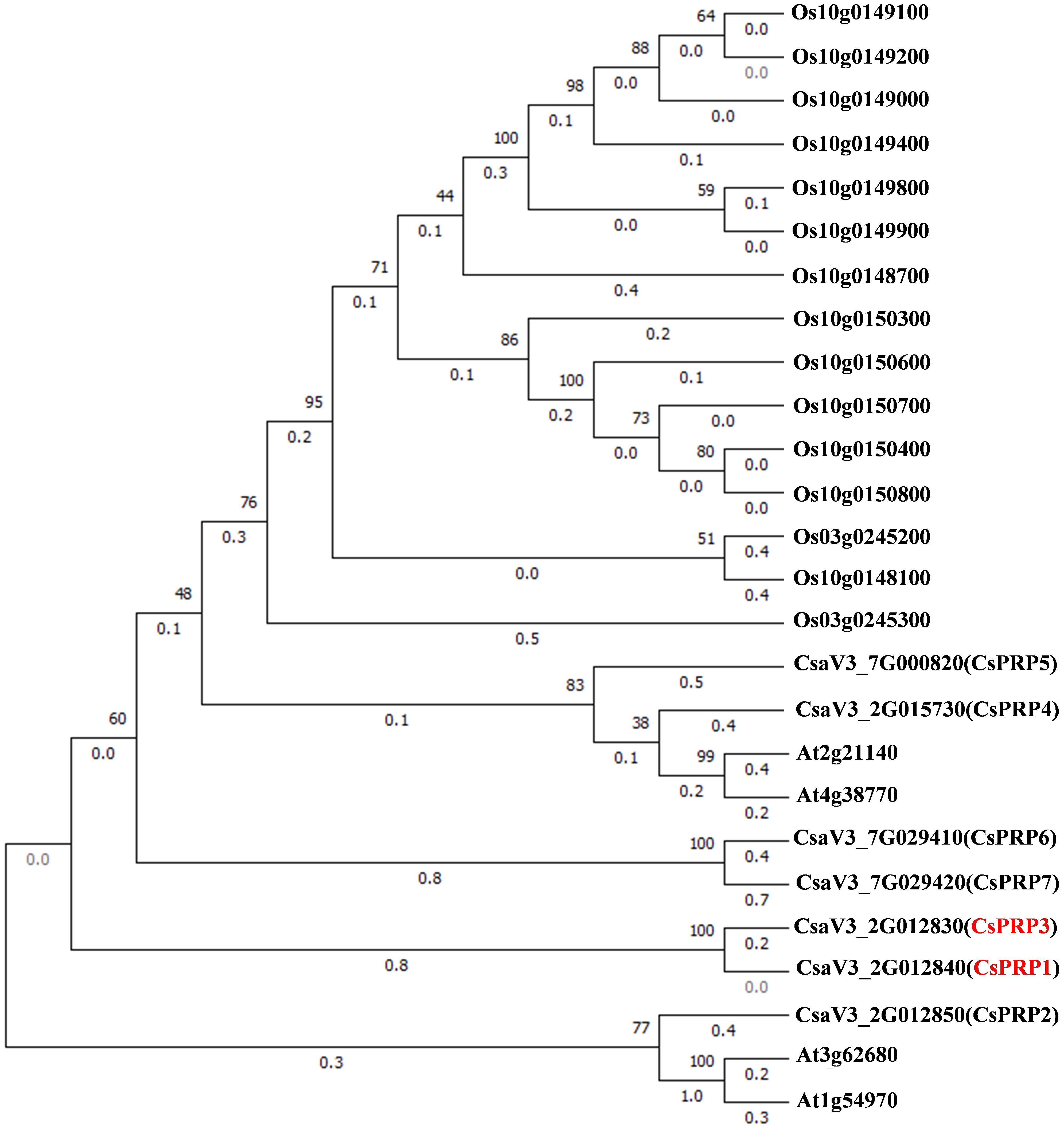 Phylogenetic tree diagram showing relationships between various plant gene sequences. Labels include gene identifiers like Os10g0149100, CsaV3_2G012840(CsPRP1), and others. Branches have numerical values indicating significance levels.