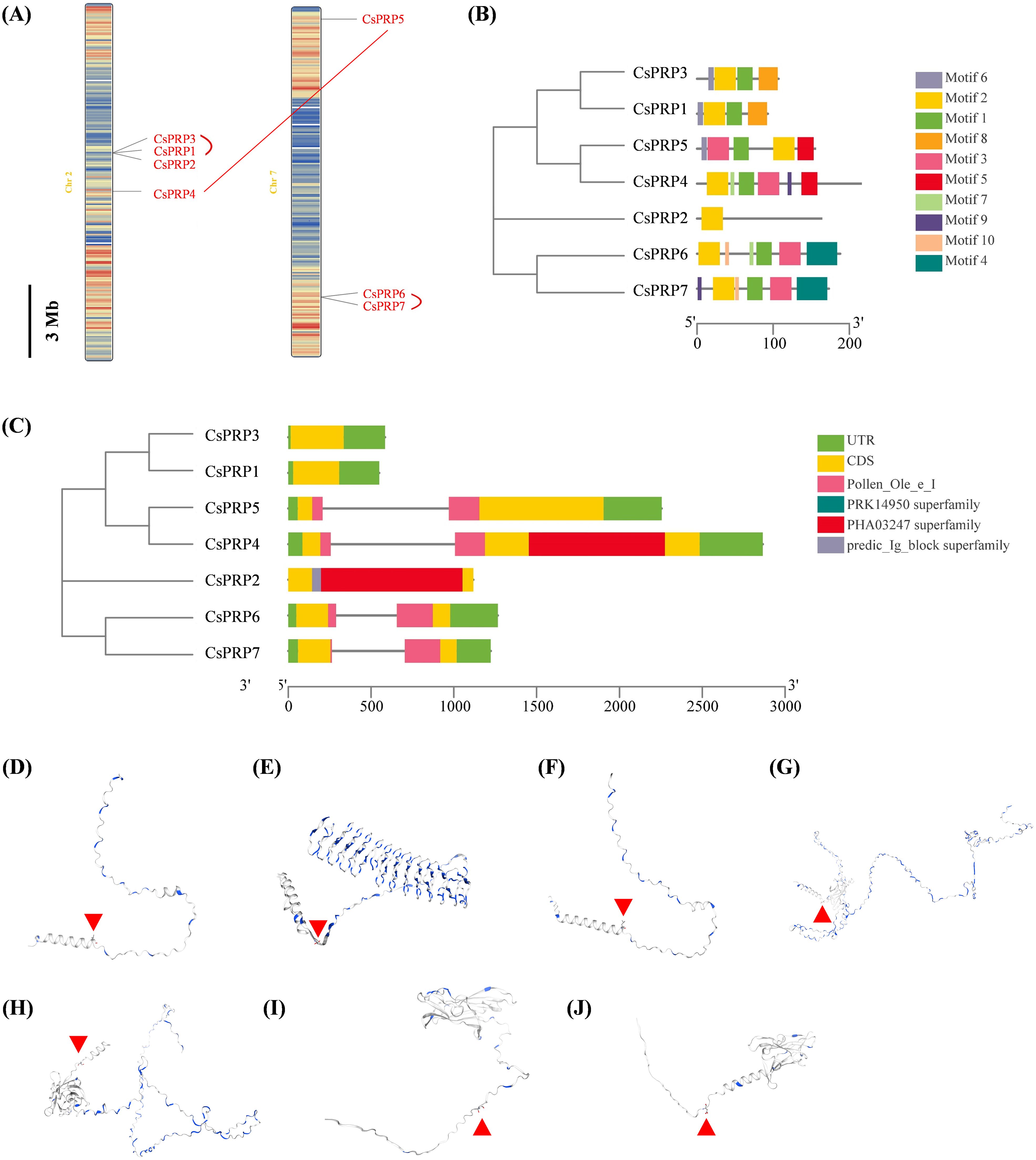 (A) Diagram showing CsPRP gene locations on two chromosomes with a scale of 3 megabases. (B) Phylogenetic tree with color-coded motifs for CsPRP genes, showing motif positions. (C) Phylogenetic tree illustrating gene structure with color-coded elements like UTR, CDS, and various superfamily domains. (D-J) Protein structure models with red arrows indicating specific features.