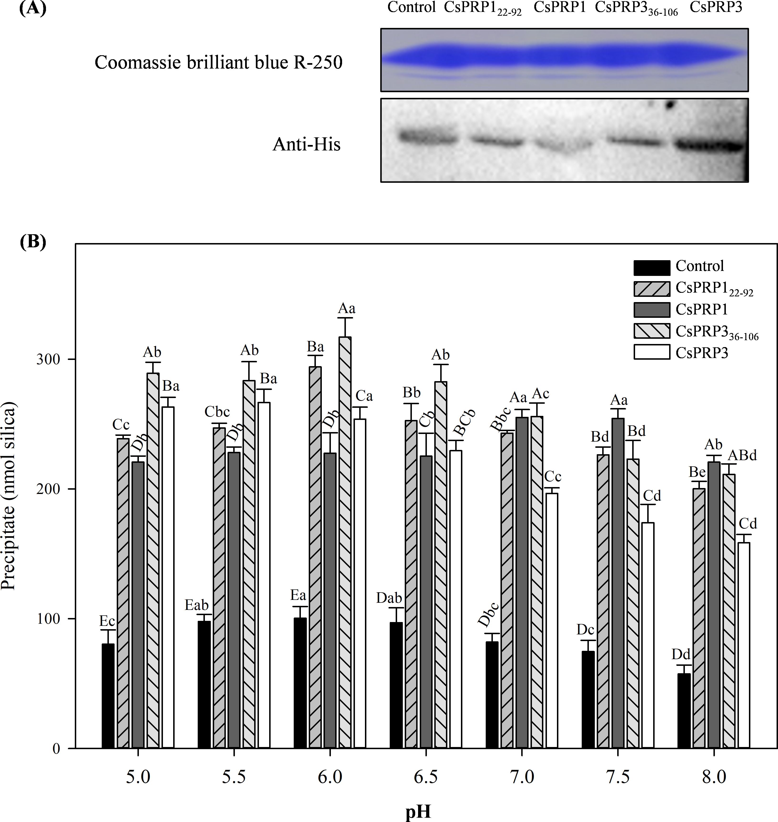 Panel (A) shows a gel electrophoresis with Coomassie brilliant blue staining and an Anti-His tag for controls and different CsPRP proteins. Panel (B) displays a bar graph showing the amount of precipitate in nanomoles of silica at pH levels 5.0 to 8.0. Bars represent different protein treatments: Control, CsPRP1_(22–92), CsPRP1, CsPRP3_(36–106), and CsPRP3, with varying levels of precipitate indicated. Error bars and statistical significance letters are included.
