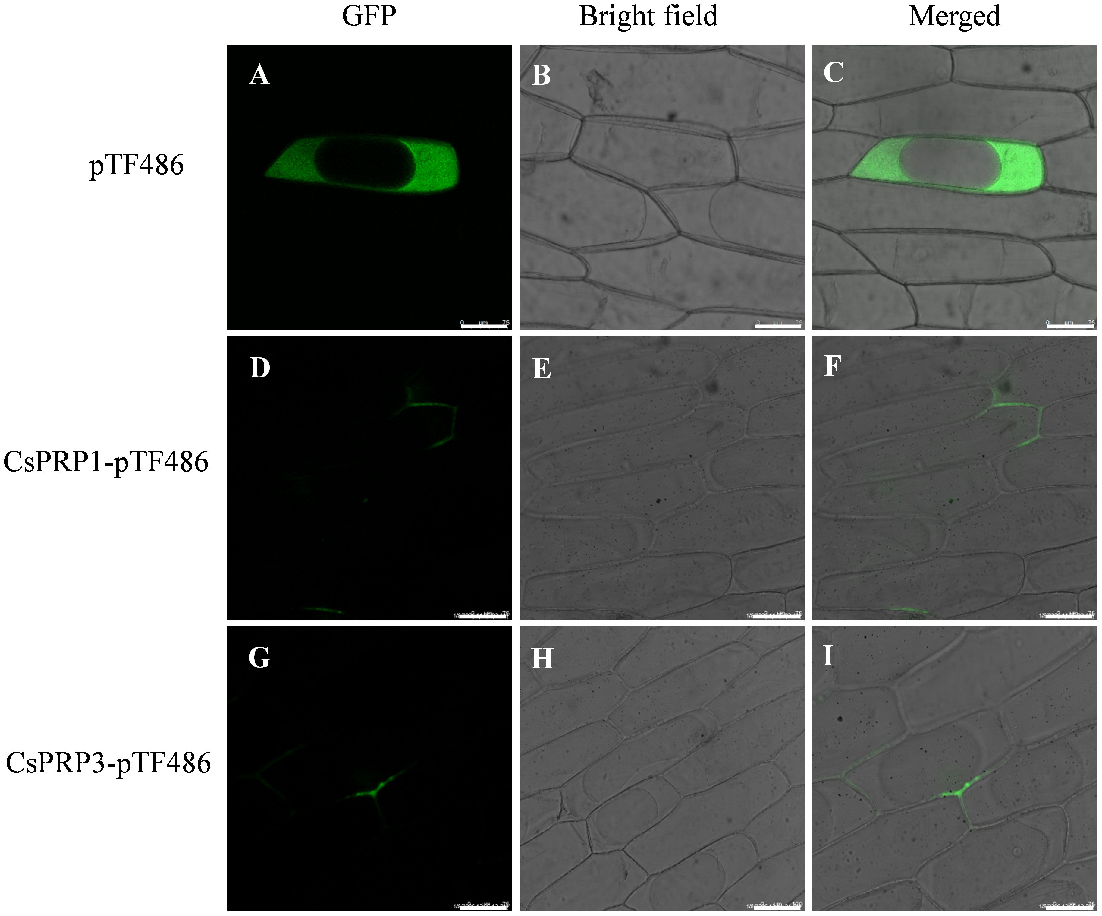 Microscopic images of plant cells in three rows, labeled pTF486, CsPRP1-pTF486, and CsPRP3-pTF486. Each row shows three columns: GFP, Bright Field, and Merged. Column A, D, and G display green fluorescence. Columns B, E, and H show the cells under bright field. Columns C, F, and I present the merged images, combining fluorescence with bright field views, highlighting areas of fluorescence within the cells.