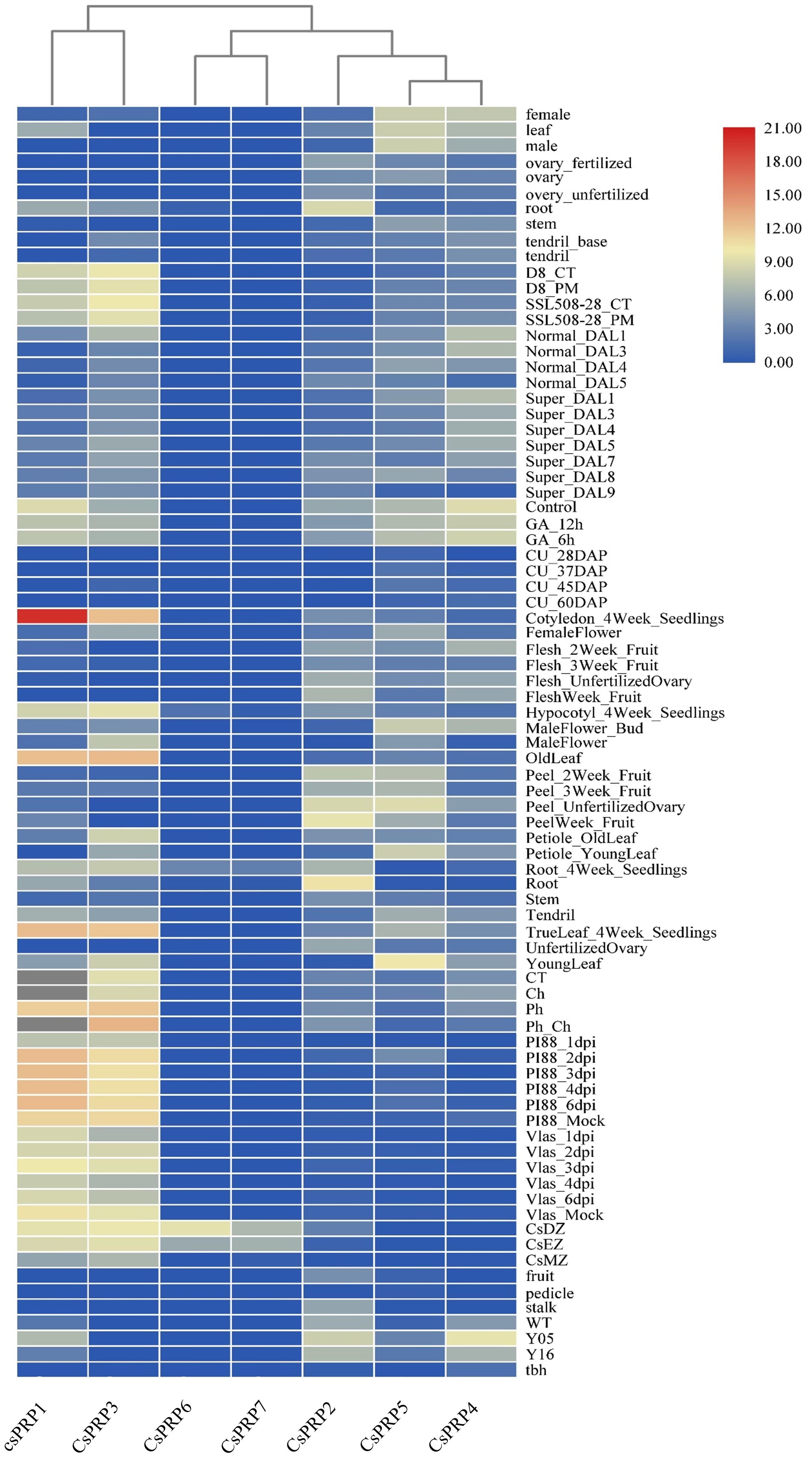 Clustered heatmap displaying expression levels across different samples and genes. Rows represent various plant tissues and experimental conditions, while columns represent CsRRP genes. A red-to-blue color gradient indicates expression levels, with red signifying higher expression and blue lower. A dendrogram on top indicates hierarchical clustering of genes.
