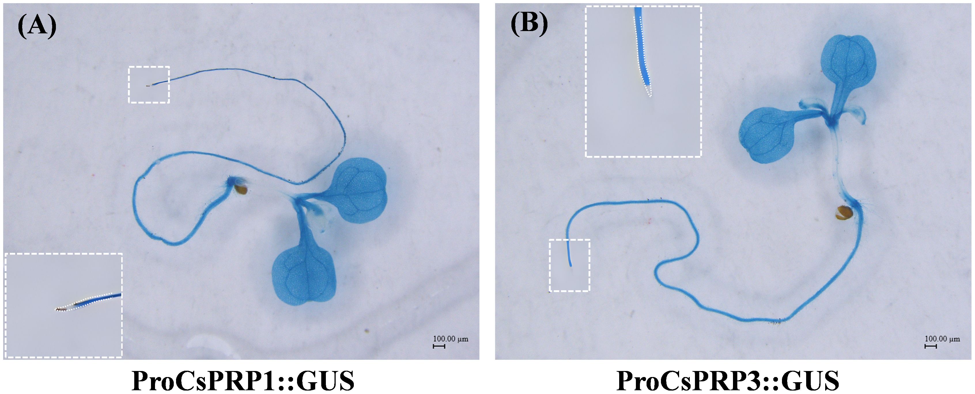 Two panels compare plant seedlings stained blue, indicating GUS expression under different promoters. Panel A shows ProCsPRP1::GUS with a magnified inset. Panel B shows ProCsPRP3::GUS with a similar inset. Both seedlings feature a coiled root and leaf structures, with scale bars at one hundred micrometers.