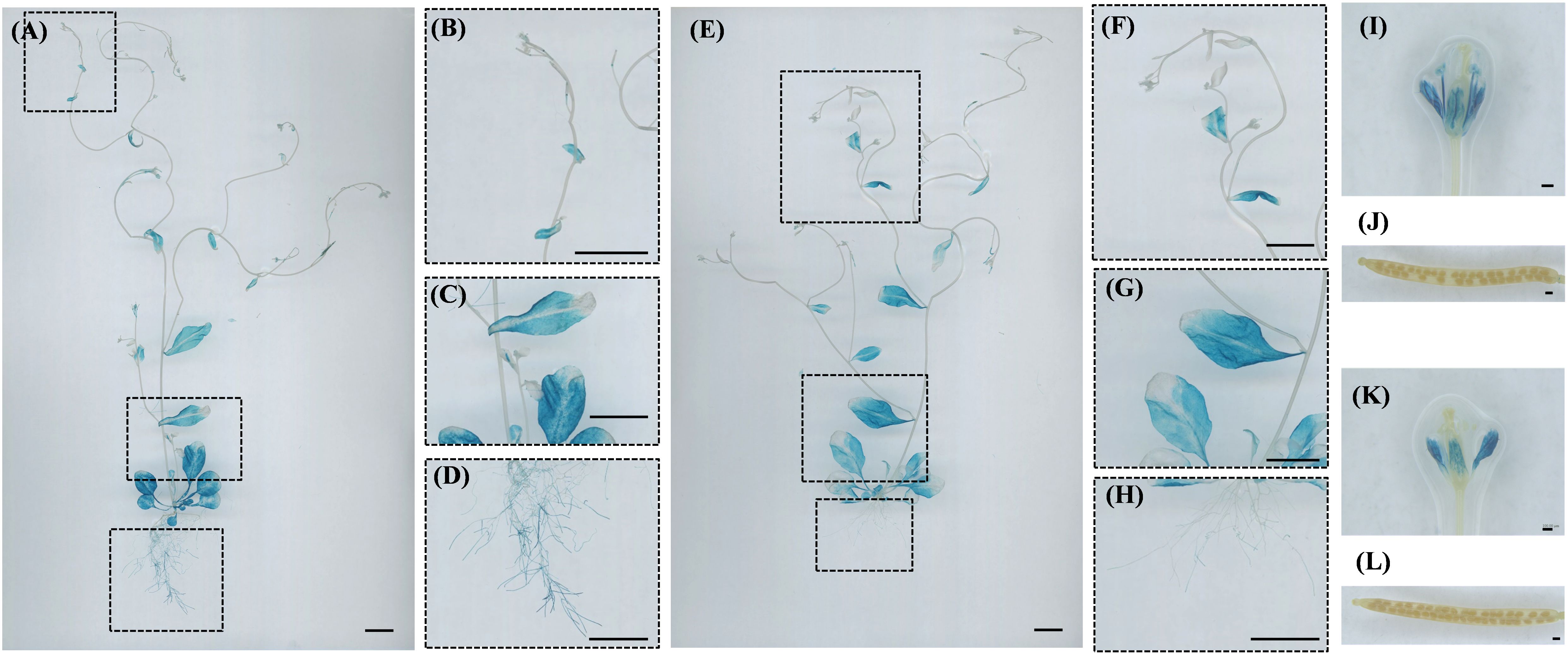 Composite image showing multiple panels of blue-stained plant stems and parts. Panels A to D and E to H display plant stem sections with leaves and roots, some magnified for detail. Panels I and K show close-ups of flower parts, revealing internal structures. Panels J and L display elongated structures, possibly plant tissues or seed pods. Each section showcases different morphological features for detailed botanical analysis.