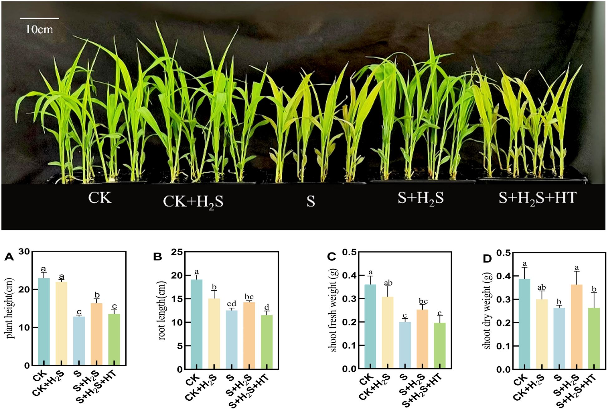 Plants are shown in five groups under different treatments labeled CK, CK+H₂S, S, S+H₂S, and S+H₂S+HT. Below, four bar charts present plant height, root length, shoot fresh weight, and shoot dry weight, comparing these groups. The CK and CK+H₂S groups generally have higher measurements than the others.