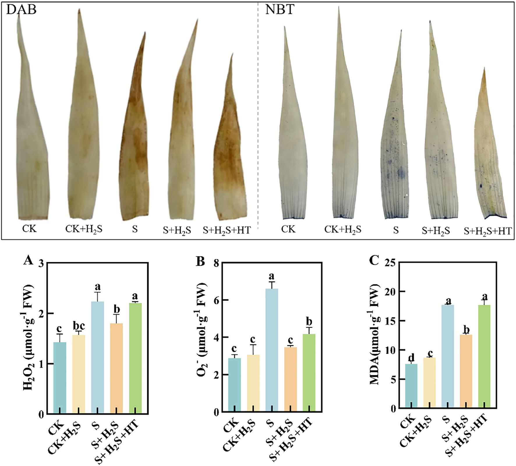 Leaf blades are shown treated with DAB and NBT staining under different conditions: CK, CK with H2S, S, S with H2S, and S with H2S and HT. Below, three bar graphs labeled A, B, and C illustrate measurements of H2O2, O2, and MDA in micromoles per gram of fresh weight. Each graph displays values for the conditions, with different letters above bars indicating statistical significance.