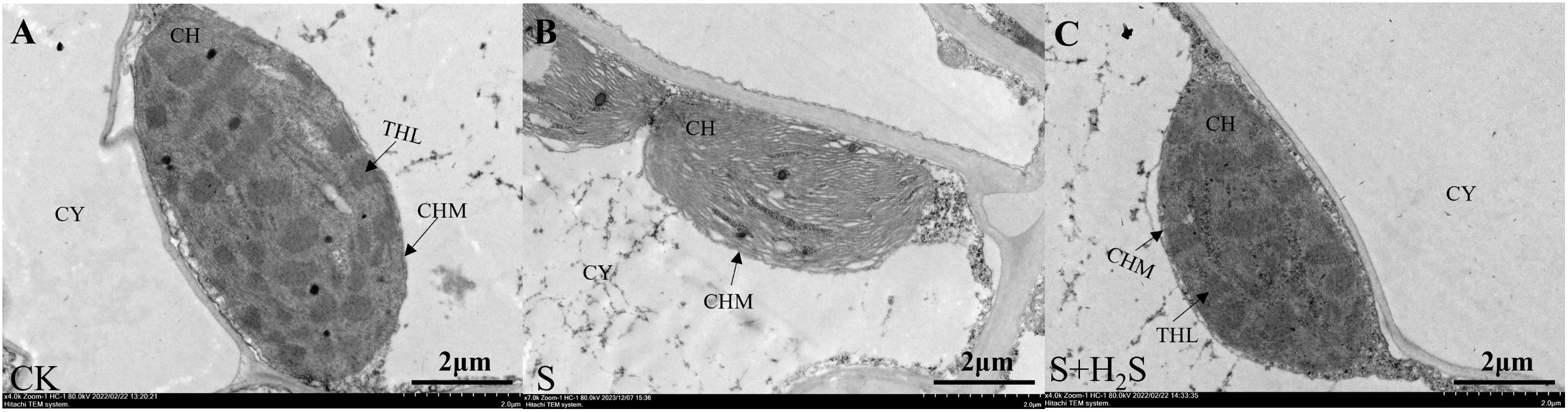 Transmission electron microscopy images showing three sections labeled A, B, and C. Each section displays cellular structures with labels: CH for chloroplast, CY for cytoplasm, CHM for chloroplast membrane, and THL for thylakoid. Sections show different treatments: CK, S, and S+H₂S, with a scale bar indicating two micrometers in each image.