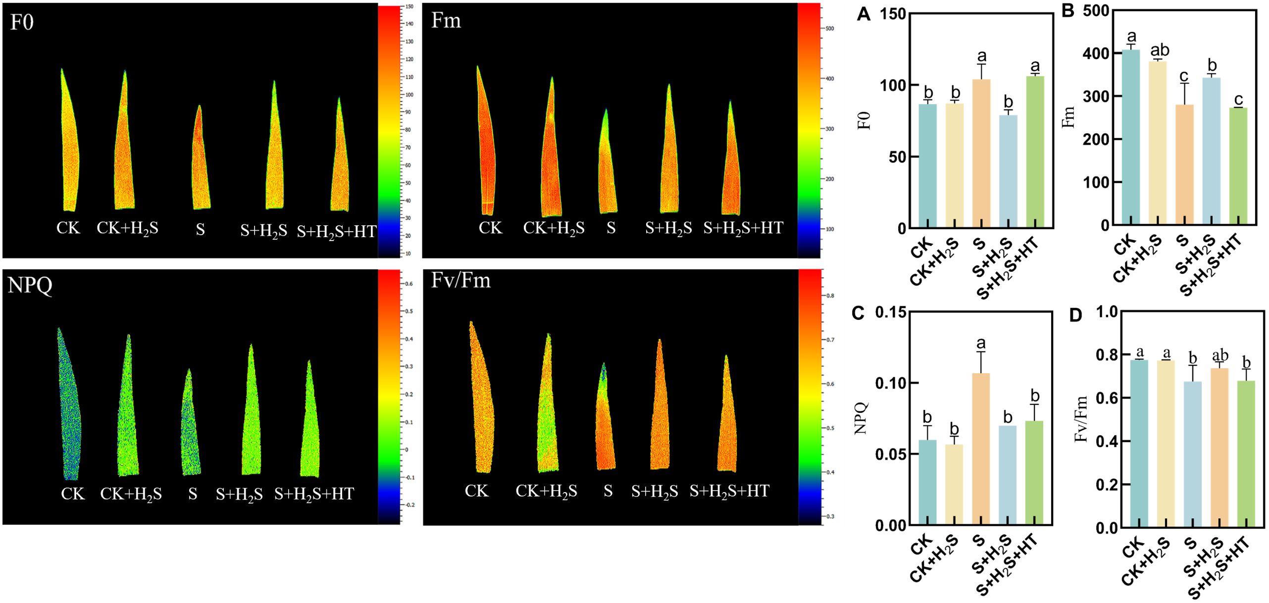 False-color imaging of leaf samples and bar charts illustrate the effects of different treatments (CK, CK+H₂S, S, S+H₂S, S+H₂S+HT) on fluorescence parameters F₀, Fm, NPQ, and Fv/Fm. The color gradient from blue to red represents varying levels of fluorescence. Bar charts show quantitative data for each parameter, with statistical significance indicated by letters.