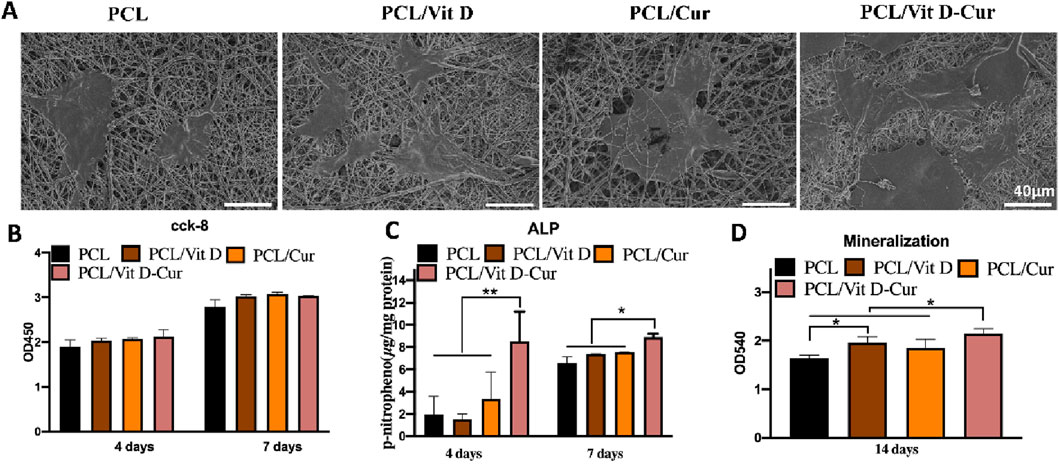 Scanning electron microscope images and bar graphs depicting the effects of various treatments on cell growth and mineralization. Images A: PCL, PCL/Vit D, PCL/Cur, PCL/Vit D-Cur showing microstructures. Graph B: Cell viability (cck-8) at four and seven days. Graph C: Alkaline phosphatase activity (ALP) at four and seven days, with statistical significance indicated. Graph D: Mineralization at fourteen days, comparing PCL, PCL/Vit D, PCL/Cur, and PCL/Vit D-Cur treatments. Scale bar in images is 40 micrometers.