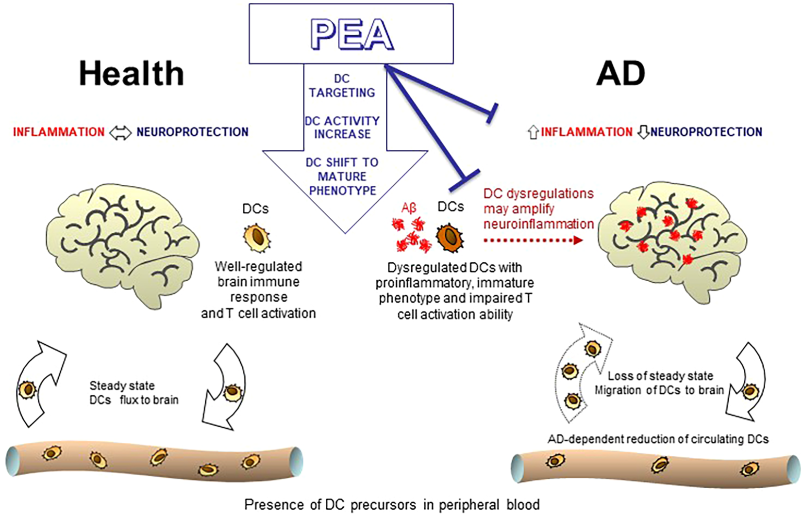 Diagram comparing healthy brains to those affected by Alzheimer's. It shows DCs (dendritic cells) in healthy brains maintaining immune response and T cell activation, with balanced inflammation and neuroprotection. In Alzheimer's, DCs are dysregulated, promoting neuroinflammation with impaired T cell activation. PEA influences DC activity, potentially reducing inflammation. Arrows indicate movement of DCs in the bloodstream towards the brain, with changes noted in Alzheimer’s.