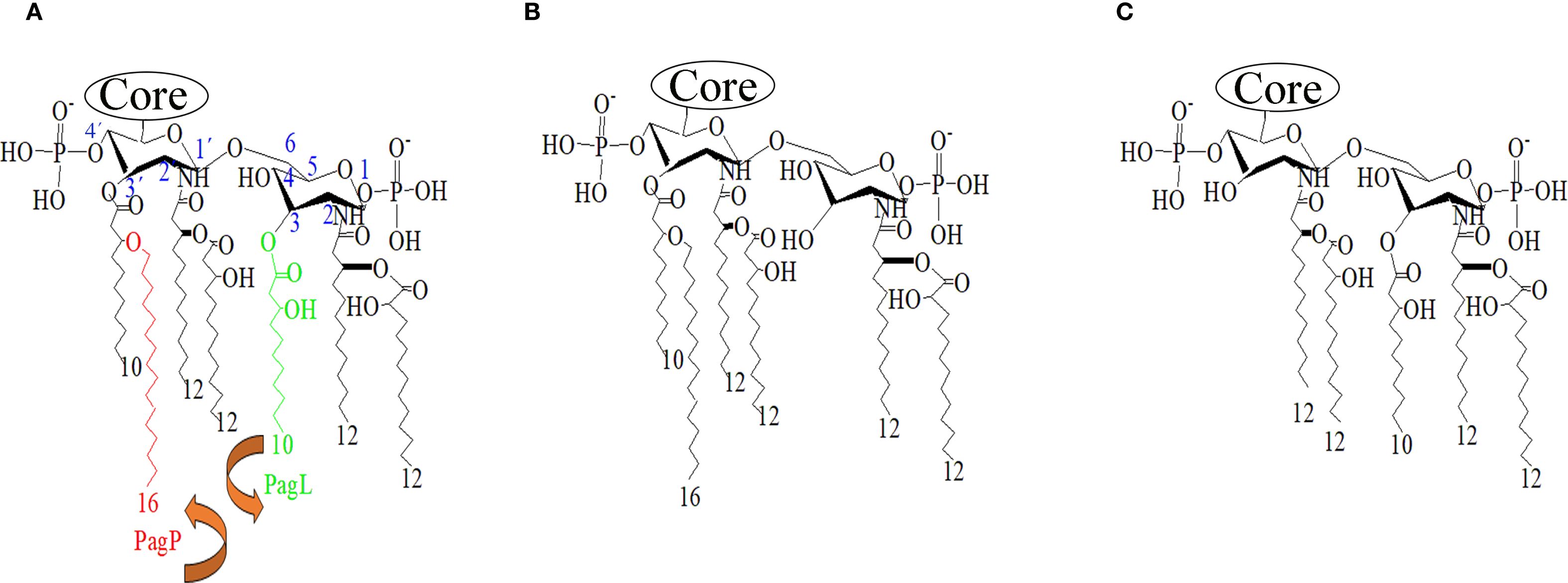 Three molecular structures labeled A, B, and C are illustrated. Each structure has a core with branching chains. Structure A features modifications with red and green segments labeled PagP and PagL. Structure B resembles A but lacks these colored segments. Structure C is a simplified form with fewer chains.