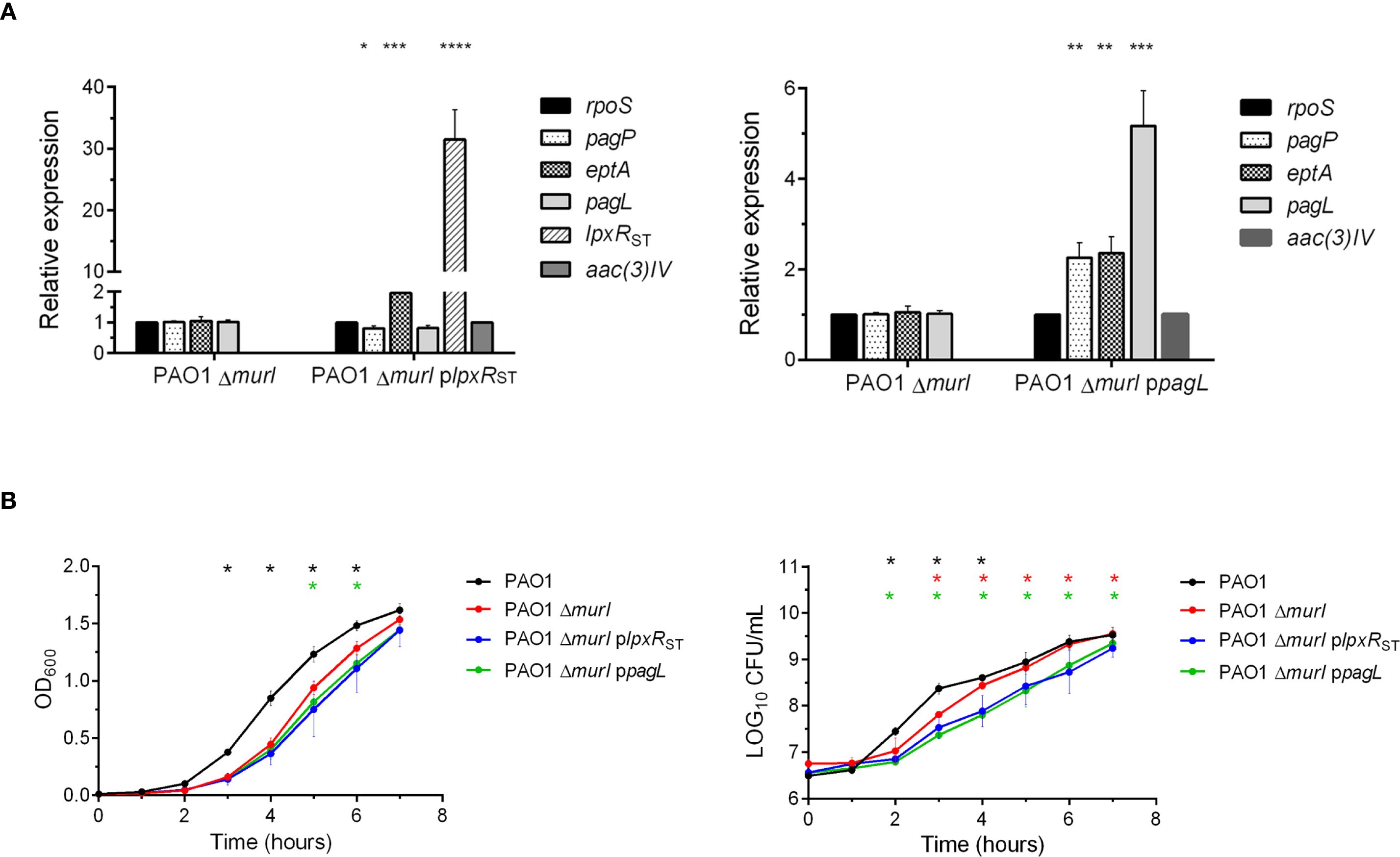 Panel A presents bar graphs displaying relative expression levels of specific genes in different bacterial strains: PAO1 Δmurl, PAO1 Δmurl plpxRST, and PAO1 Δmurl ppagL, with significant differences indicated by asterisks. Panel B shows two line graphs. The left graph illustrates OD600 values over time for four bacterial strains: PAO1, PAO1 Δmurl, PAO1 Δmurl plpxRST, and PAO1 Δmurl ppagL. The right graph depicts log CFU/mL over time for the same strains. Significant differences are marked by asterisks for both graphs.