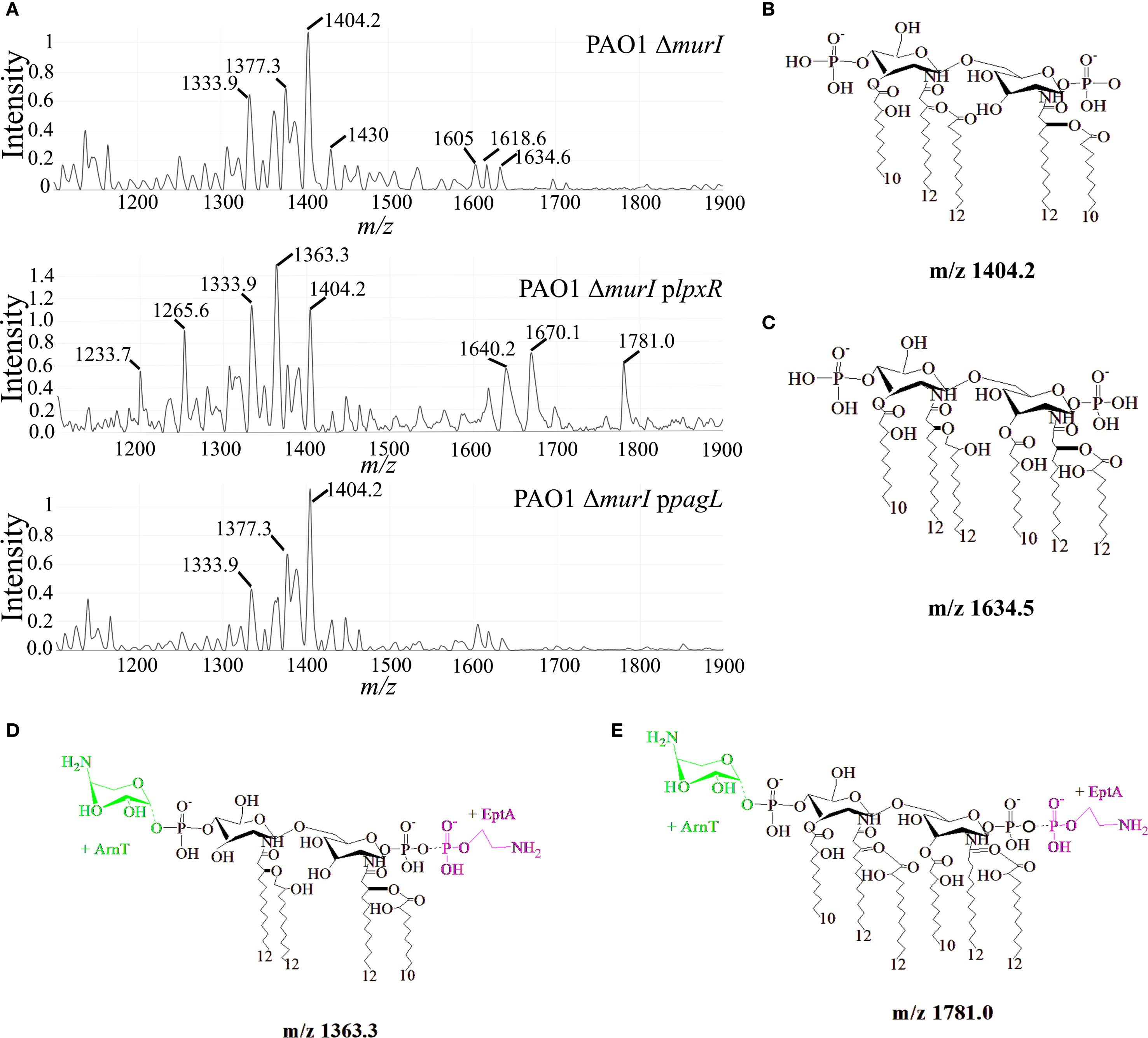 Mass spectrometry graphs and diagrams show lipid structures identified in three Pseudomonas aeruginosa strains: PAO1 Δmurl, PAO1 Δmurl plpxRST, and PAO1 Δmurl ppagL. Graphs display intensity peaks at specific m/z ratios, with notable peaks at 1404.2, 1634.5, 1363.3, and 1781.0. Corresponding lipid structures for these m/z values are illustrated, highlighting chemical modifications and annotations.