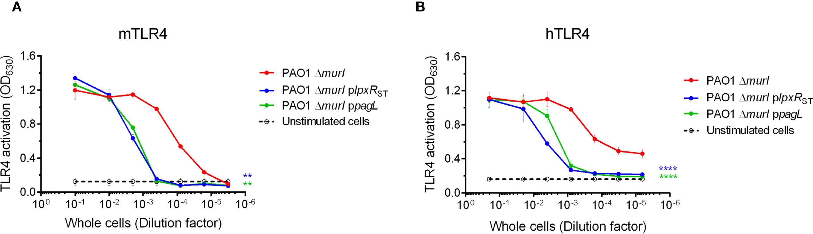 Graphs show activation (OD630) responses of reporter cells expressing murine TLR4 (A) and human TLR4 (B) to different bacterial strains and dilutions. Red, blue, and green lines represent PAO1 Δmurl, PAO1 Δmurl plpxRST, and PAO1 Δmurl ppagL strains, respectively. Black dotted line denotes unstimulated cells. Activation decreases with higher dilutions.