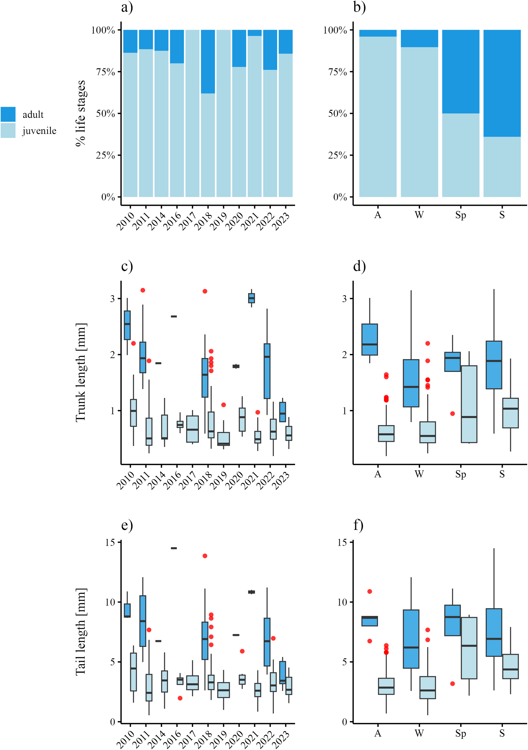 Six-panel graphic showing life stage distribution, trunk, and tail lengths of *O. vanhoeffeni*. Panels a and b are bar charts illustrating percentage distributions of adult and juvenile stages from 2010 to 2023 and across seasons (A, W, Sp, S). Panels c and d are box plots showing trunk length variations over the same period and seasons. Panels e and f depict tail length variations. Blue represents adults, and light blue represents juveniles. Outliers are indicated with red dots.