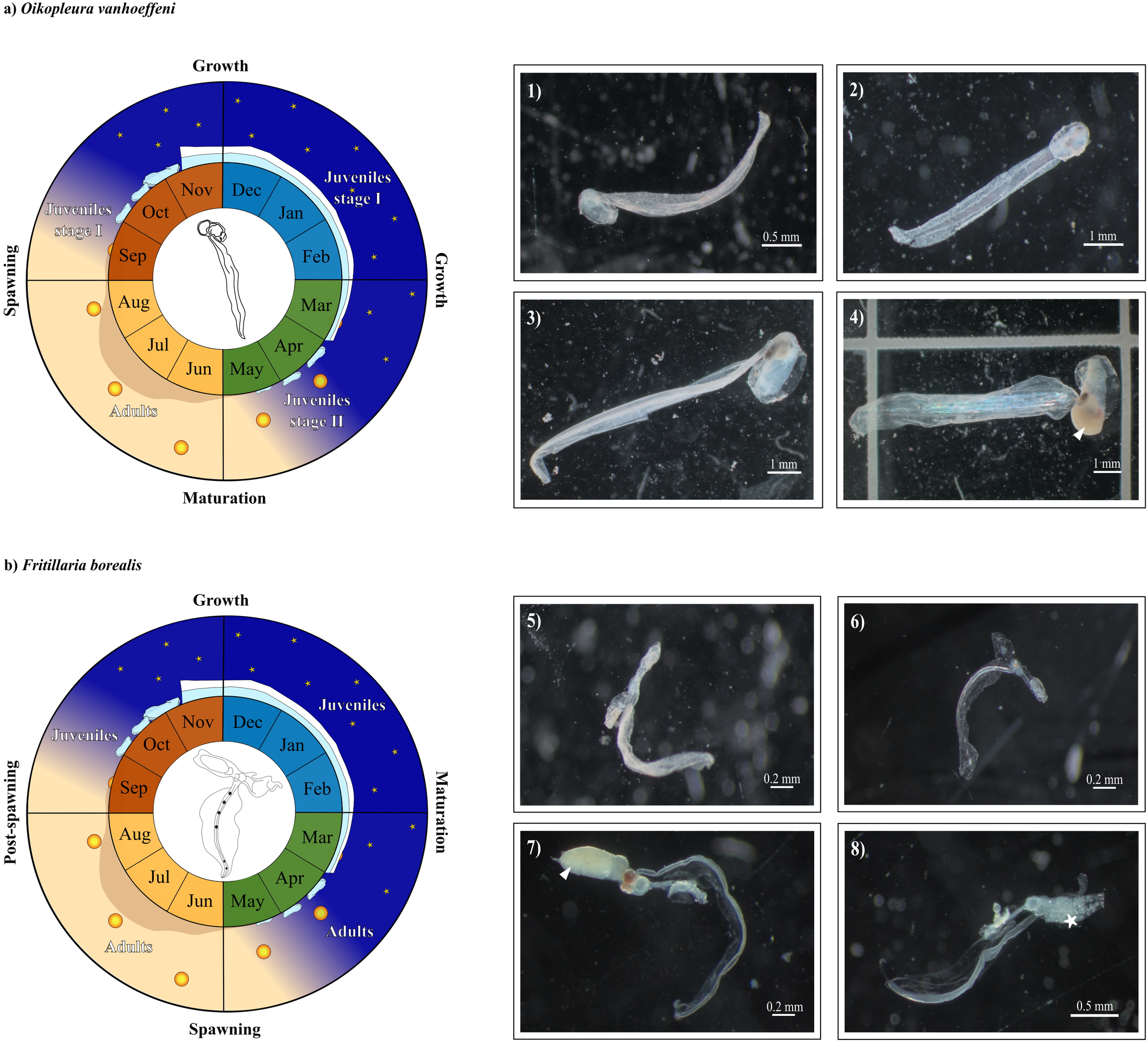 Diagram and images showing life cycles and developmental stages of two planktonic species, Oikopleura vanhoeffeni and Fritillaria borealis. The top left circular diagram illustrates Oikopleura vanhoeffeni’s life stages across months, highlighting spawning, growth, and maturation phases. Adjacent images (1-4) depict different developmental stages of this species. The bottom left diagram represents the life cycle of Fritillaria borealis, also showing monthly progression through post-spawning, growth, and maturation. Images (5-8) display various growth stages of this species. Both diagrams include a central illustration of the organism.