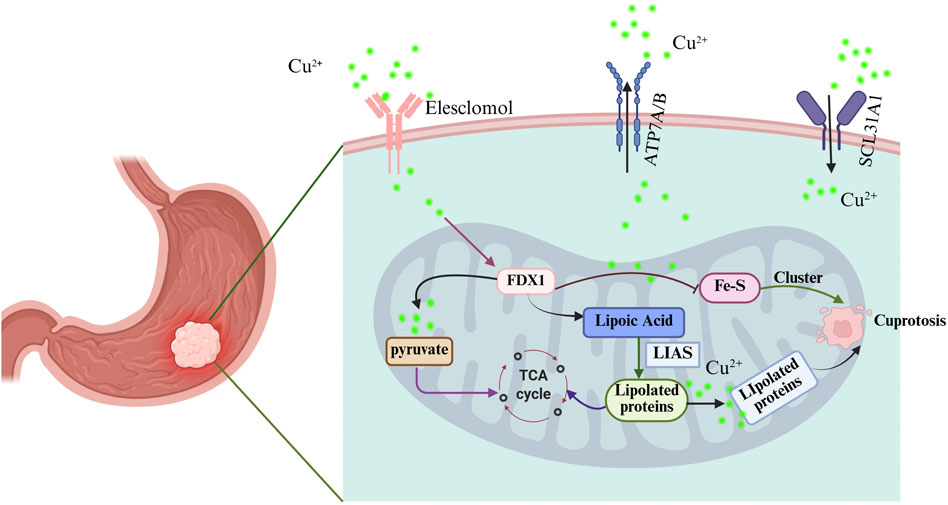 Diagram illustrating copper ion (Cu²⁺) uptake and its role in cuproptosis within a stomach cell. Elesclomol mediates Cu²⁺ transport across the membrane, involving proteins like ATP7A/B and SCL31A1. Copper influences interactions with FDX1, lipoic acid, and lipolated proteins in mitochondria, impacting the TCA cycle and cluster formation, leading to cuproptosis.